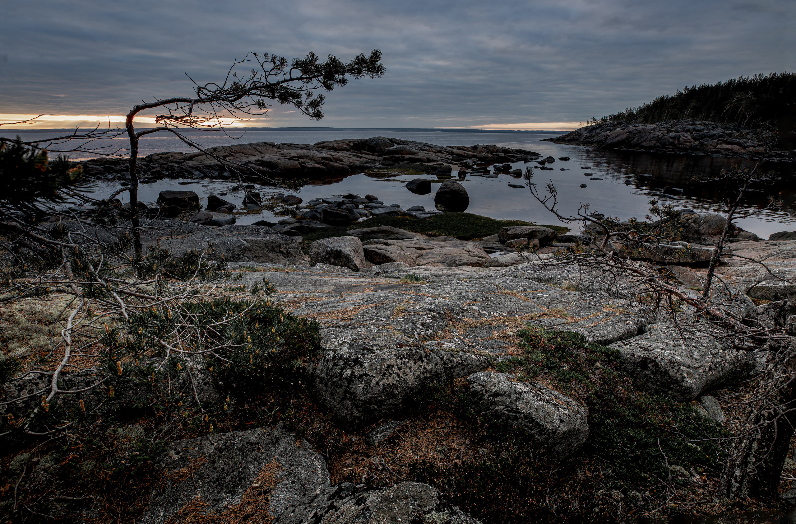 кривая сосна, сухие ветки, каменистый берег. закатное небо. 