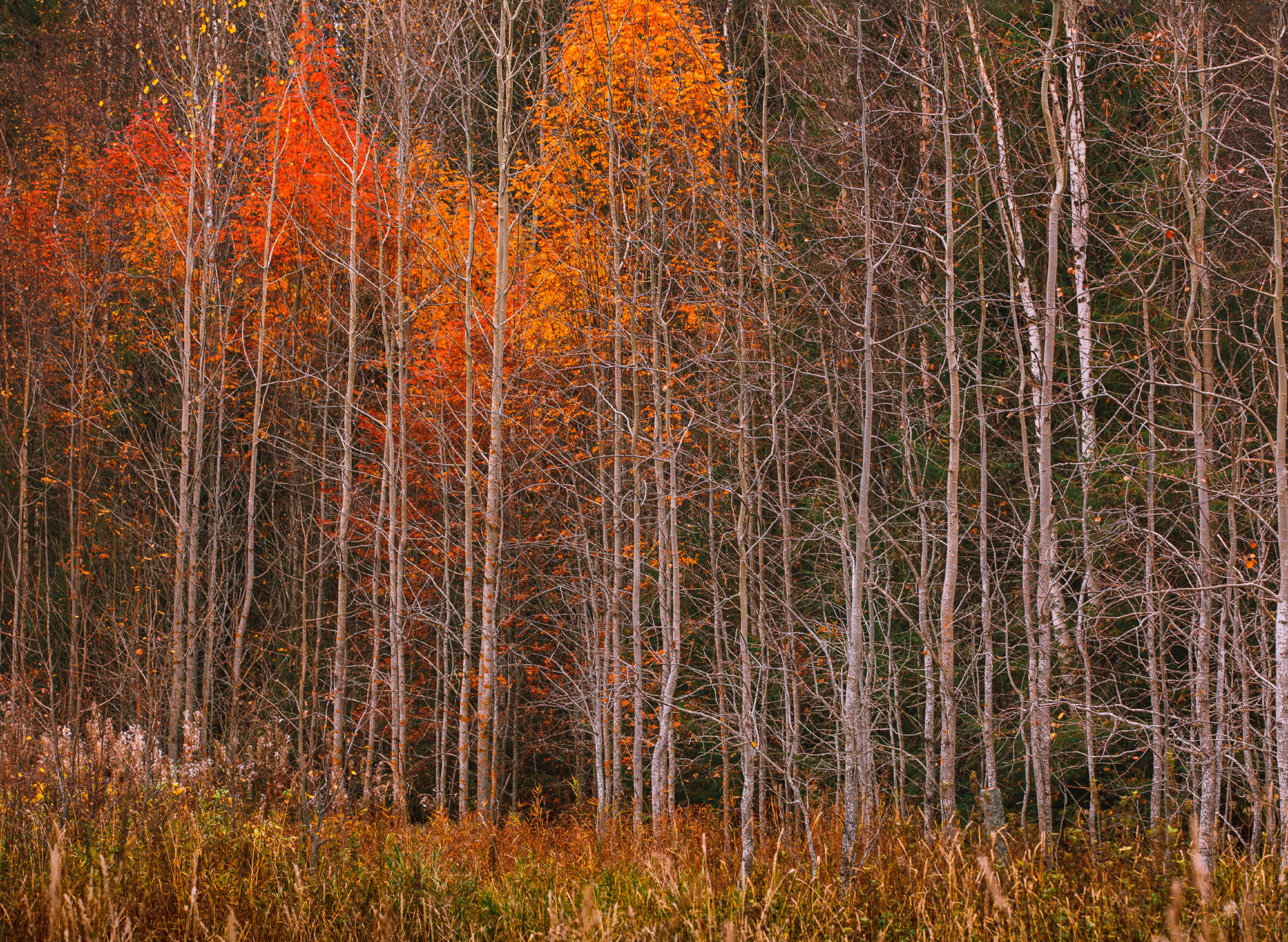 Красивый осенний лес. Высокие деревья с осыпавшейся листвой. 