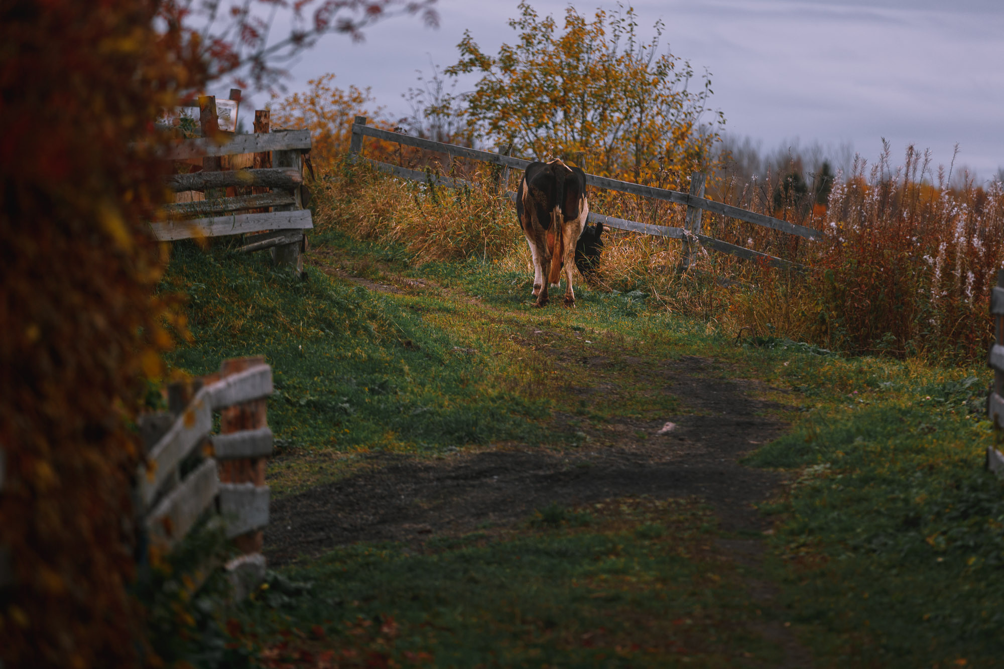 Корова пасется на лужайке около дома. 