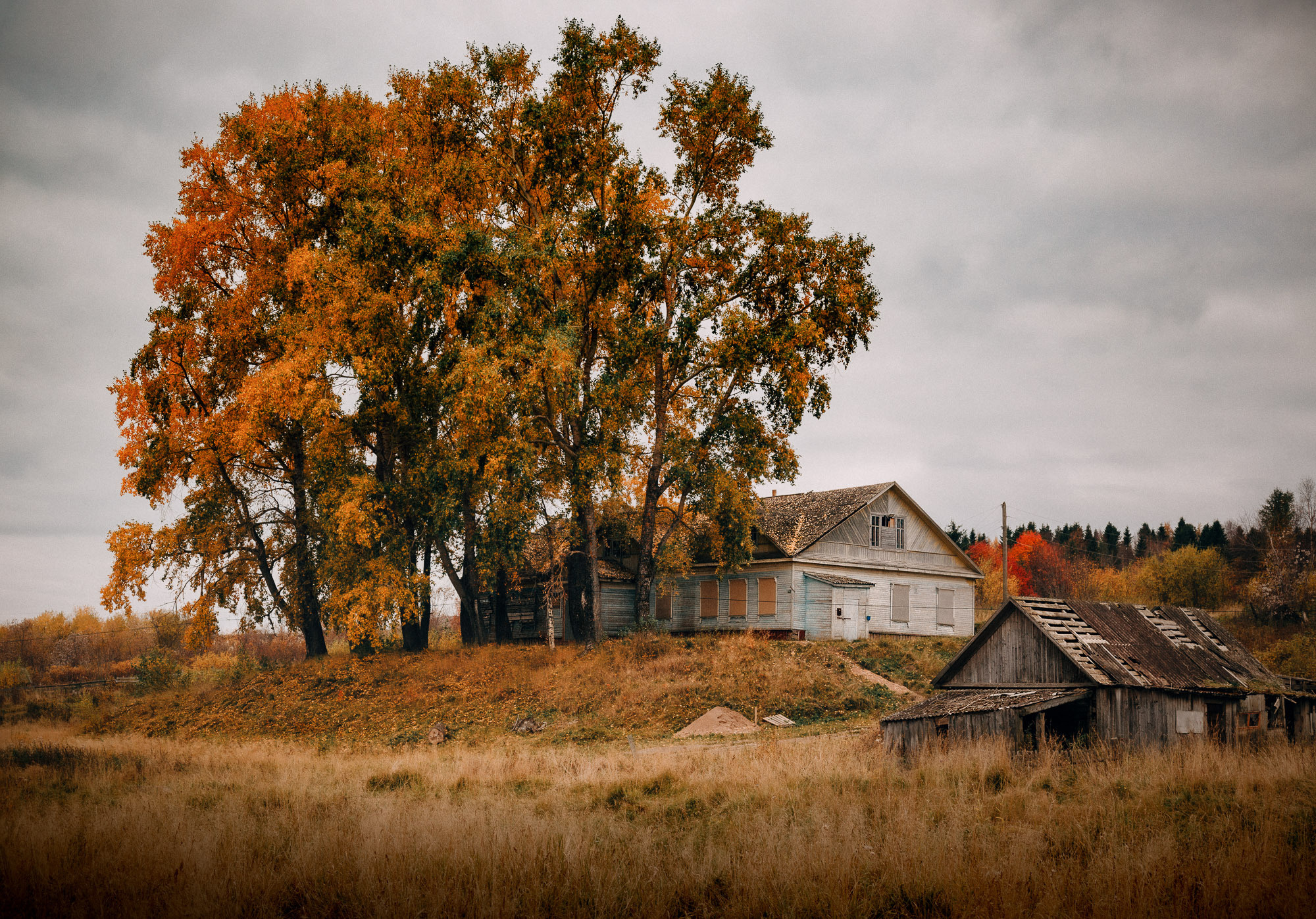 Высокие тополя и деревья около деревенского старого дома. 