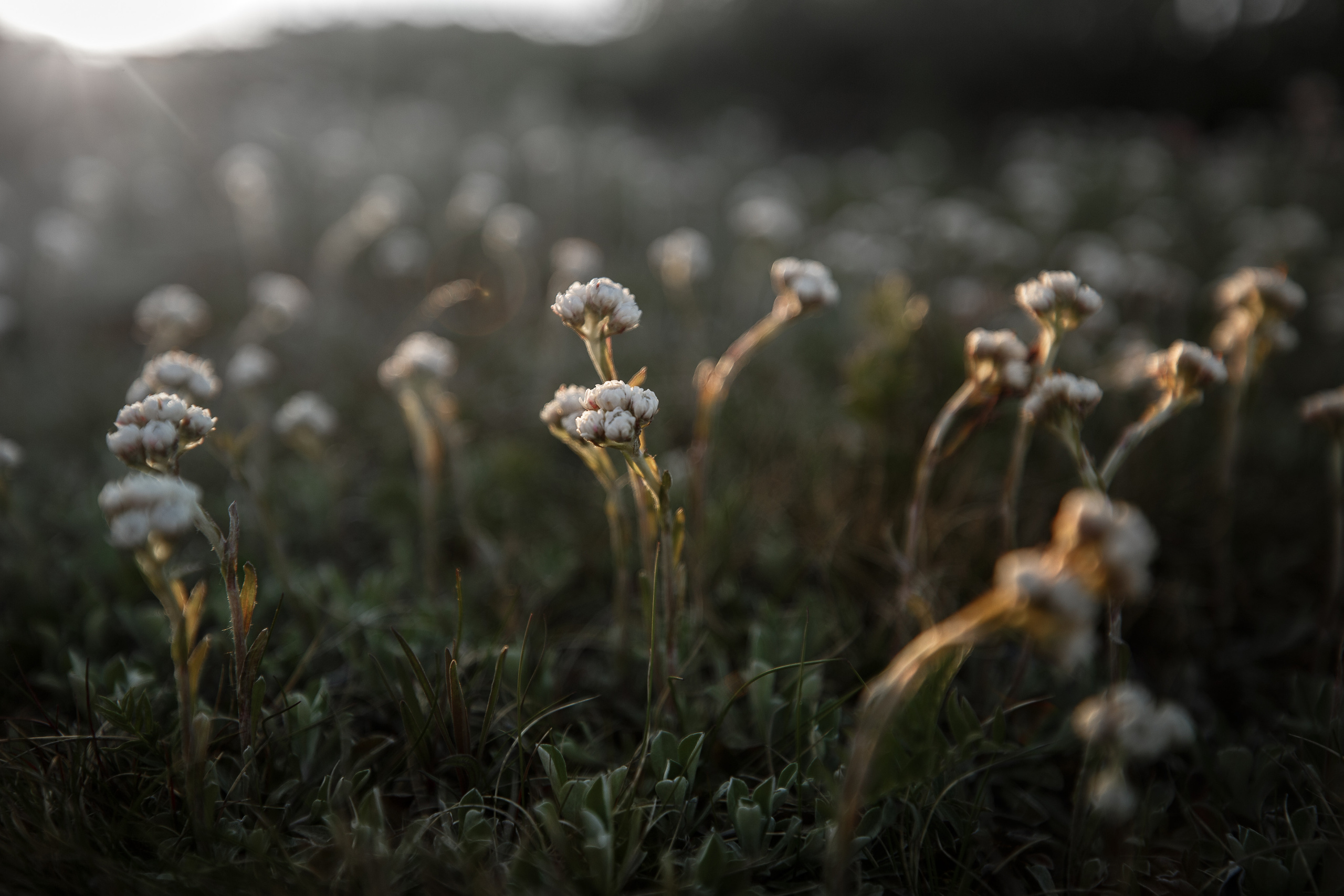 Северные цветы на острове в лучах солнца. 