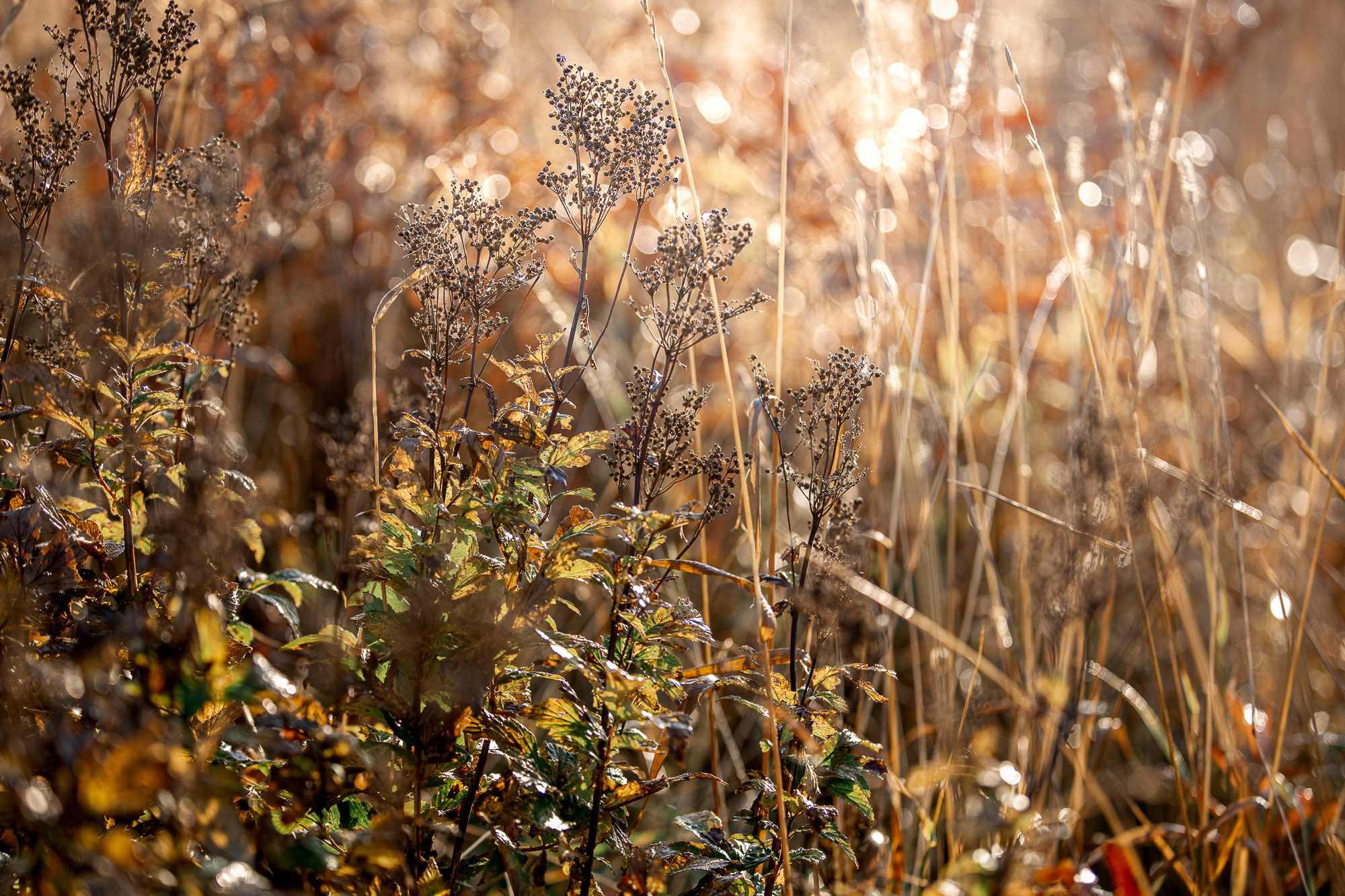 осенняя трава