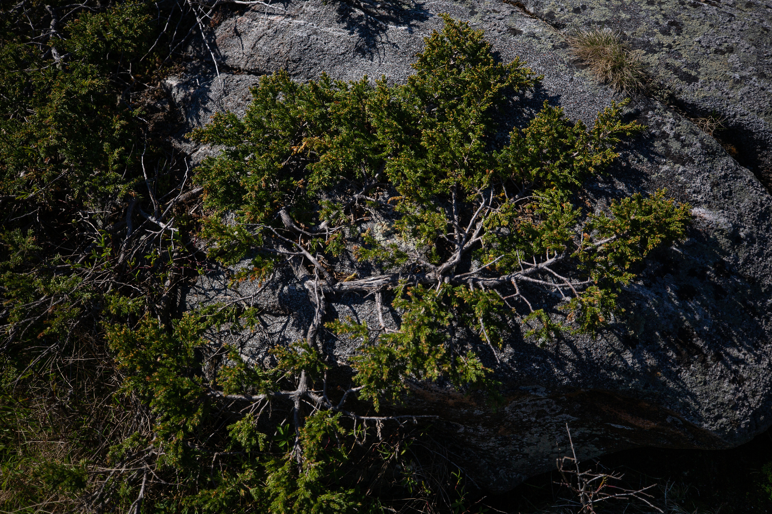 Зелёная ветка можжевельника на камне. 