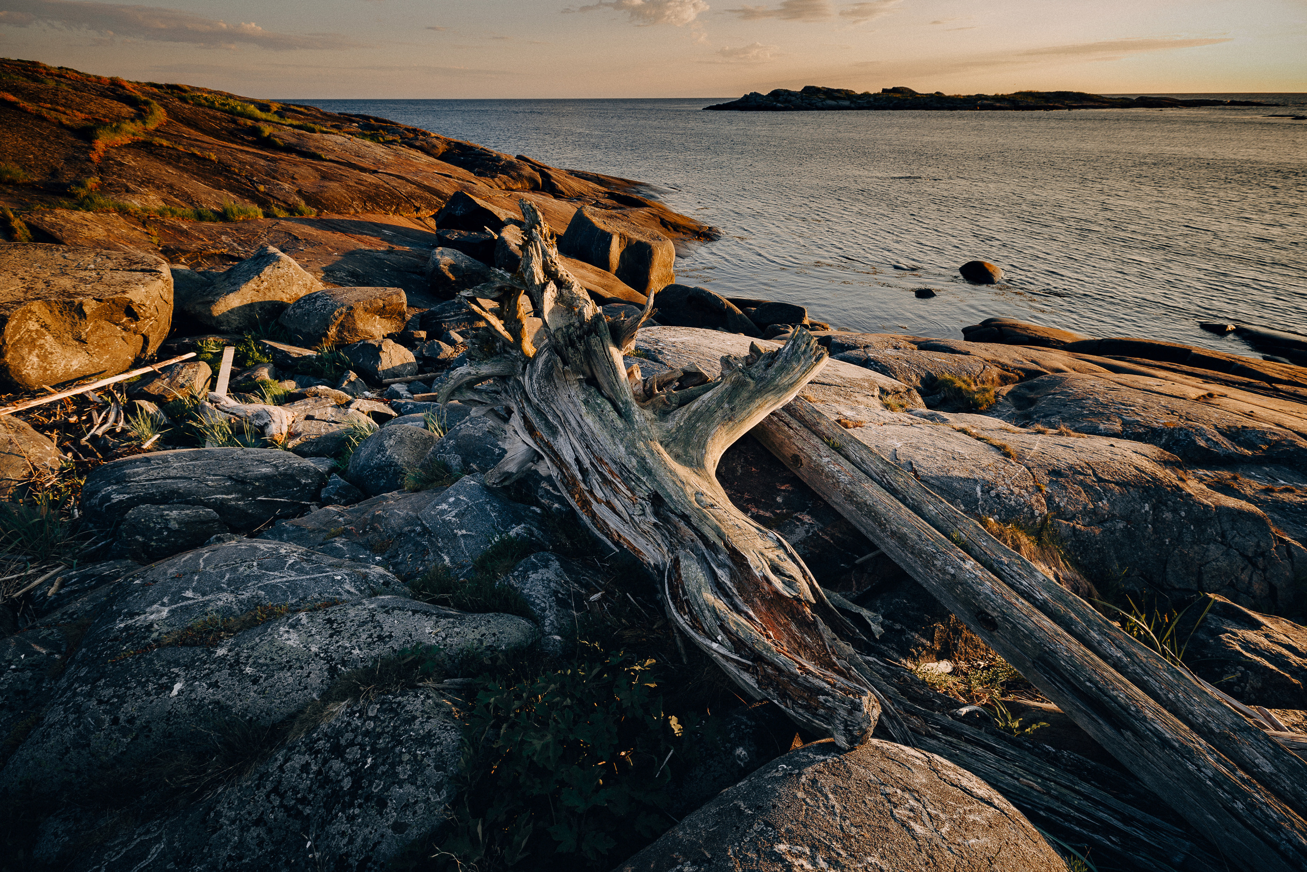Деревянная коряга на скалистых камнях острова. Закат в Белом море. 