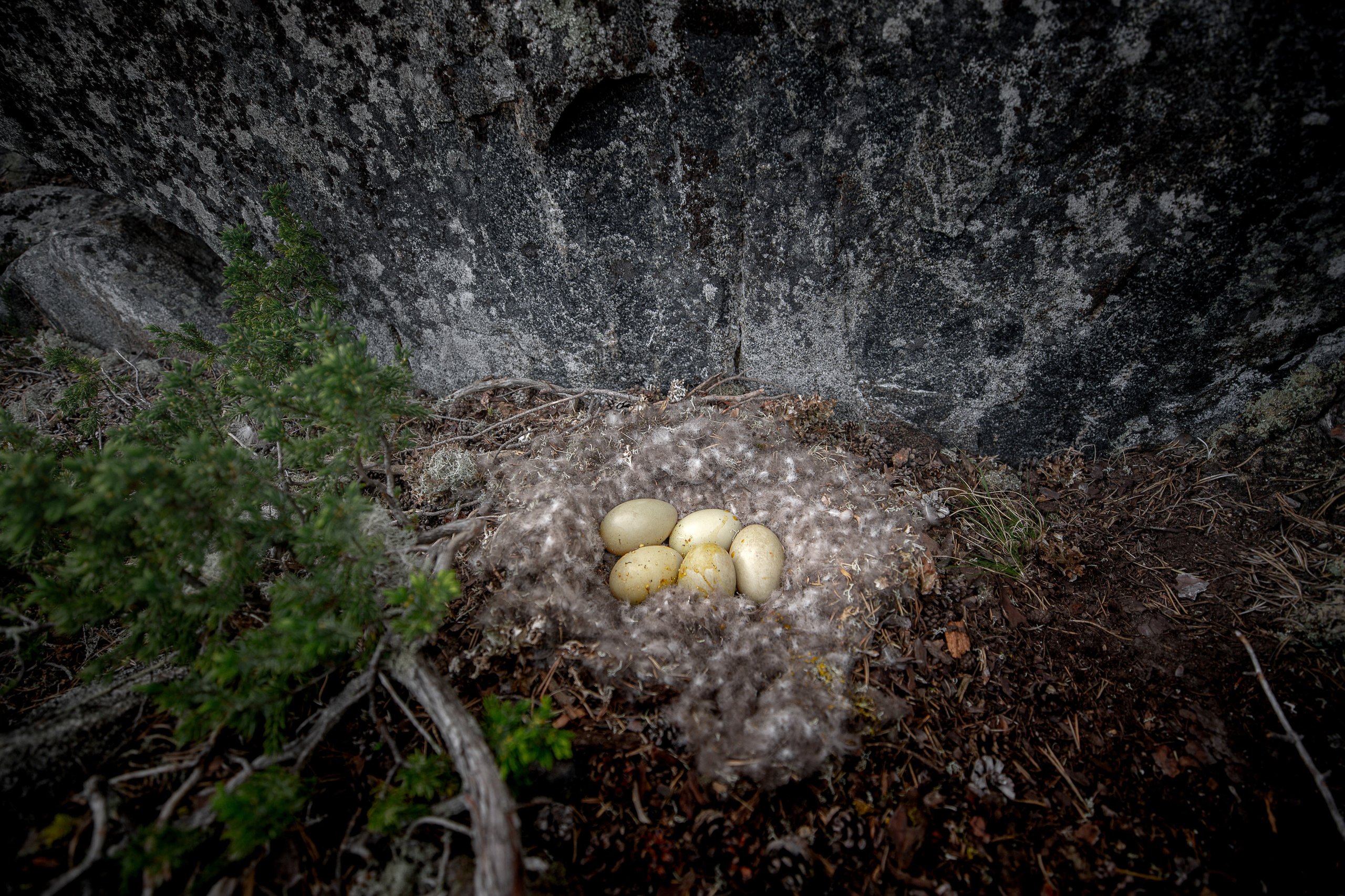 Утиные яйца в гнезде на скалах Кий острова. 