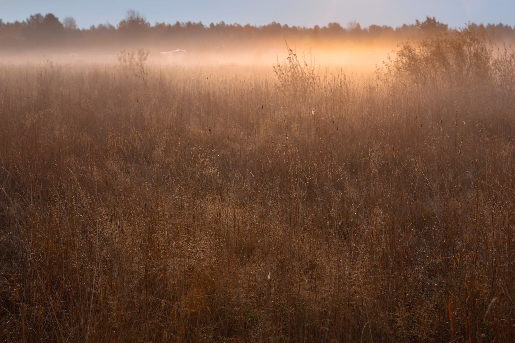 Туман над высокой жухлой травой. 