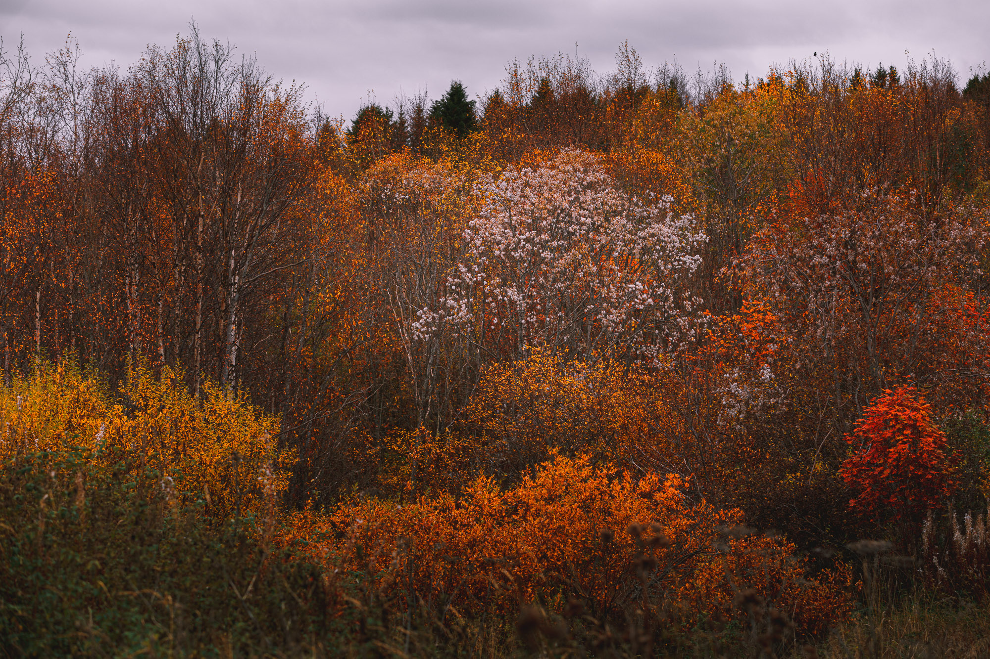 Дерово в белом пуху на фоне яркого жёлтого и красного осеннего леса. 