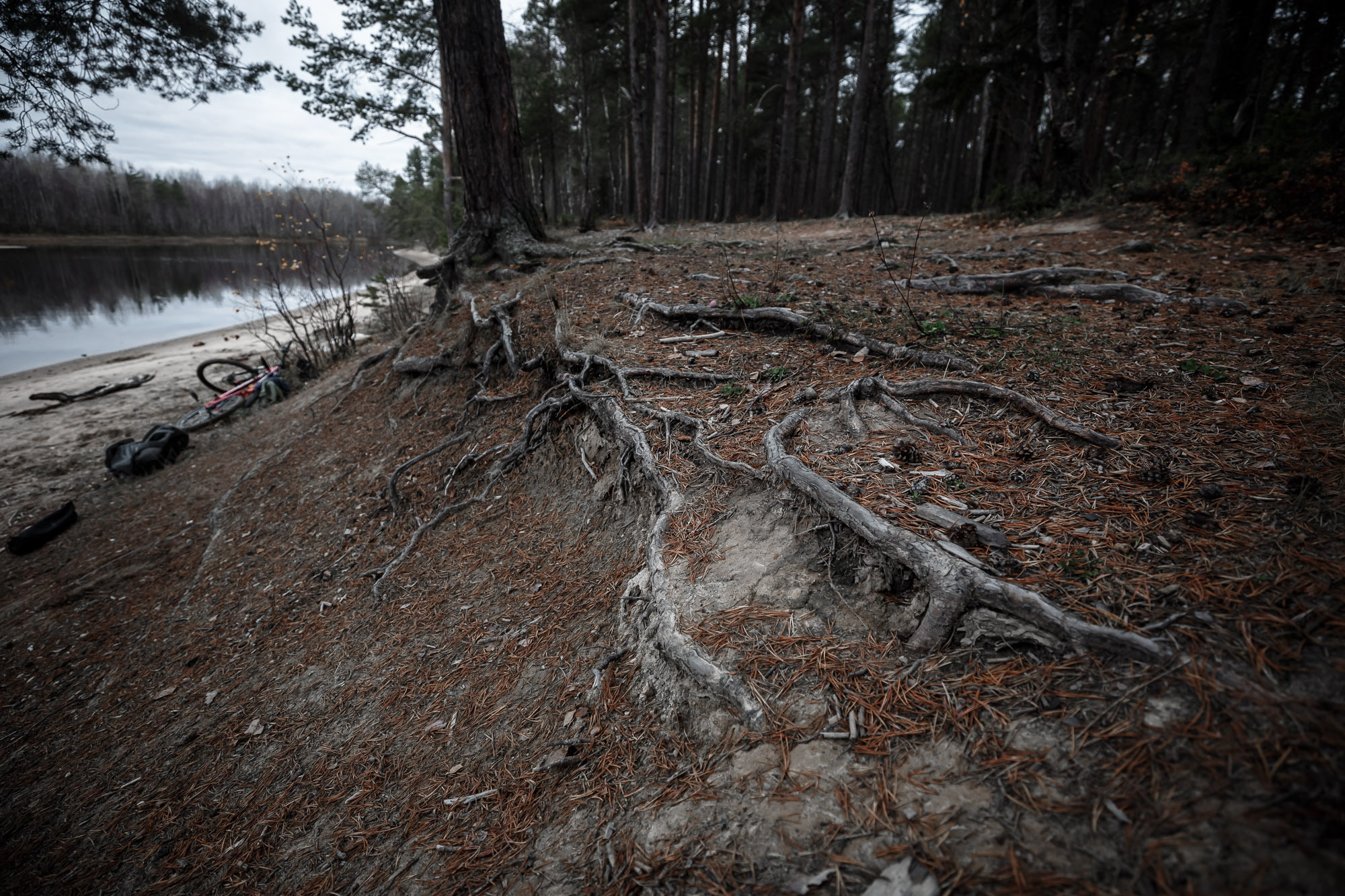 Берег реки, корни деревьев переплетаются. 