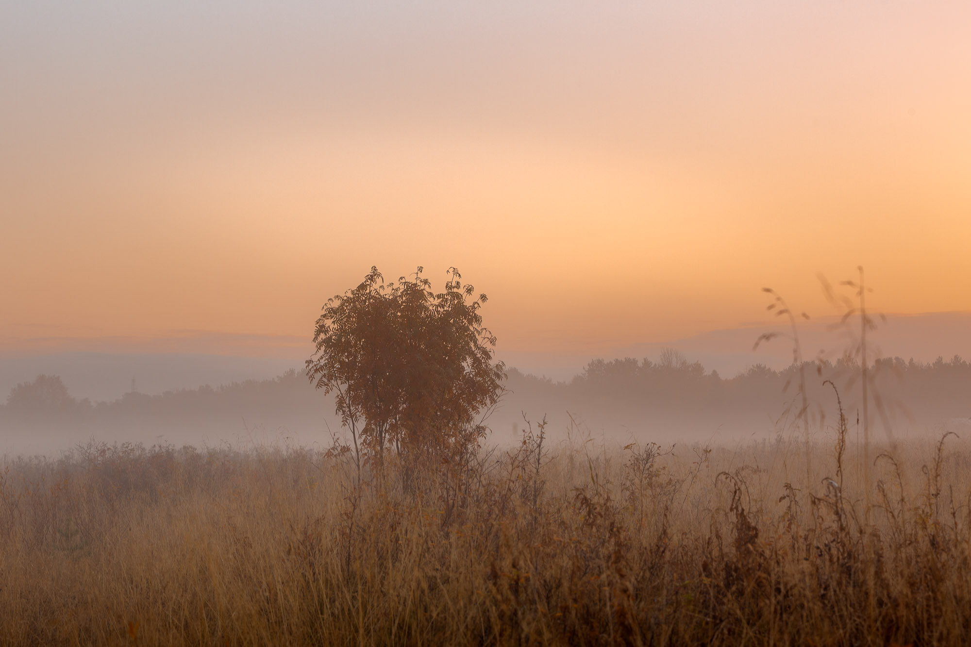 осенний куст на рассвете туманное утро. 