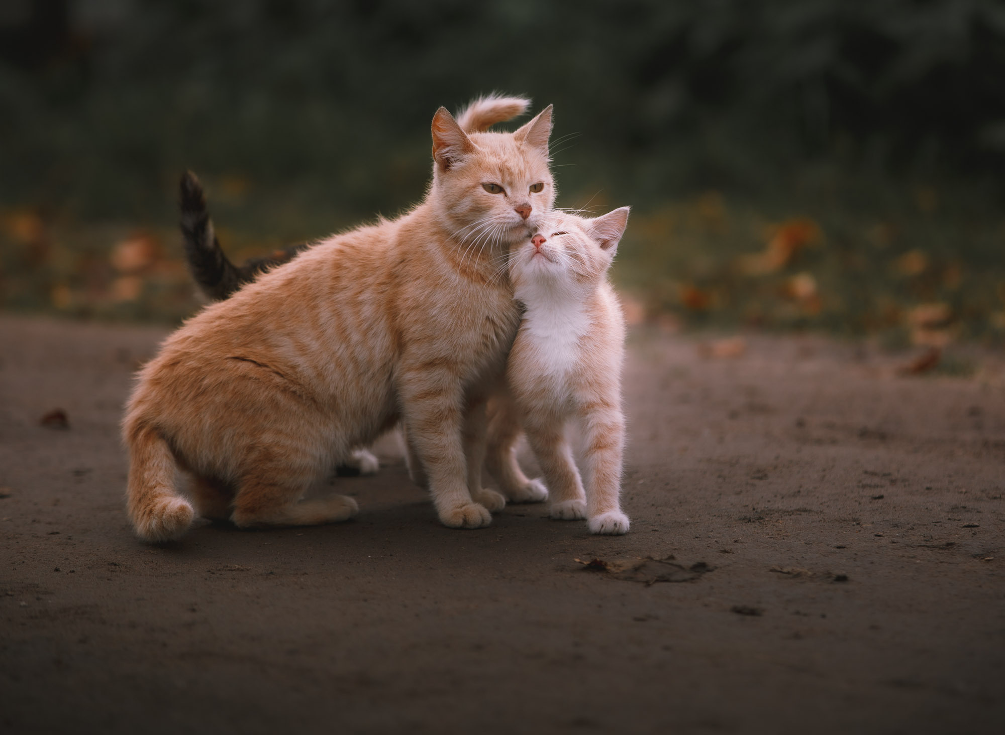 Рыжая кошка с котенком, который к ней нежно прижимает я. 