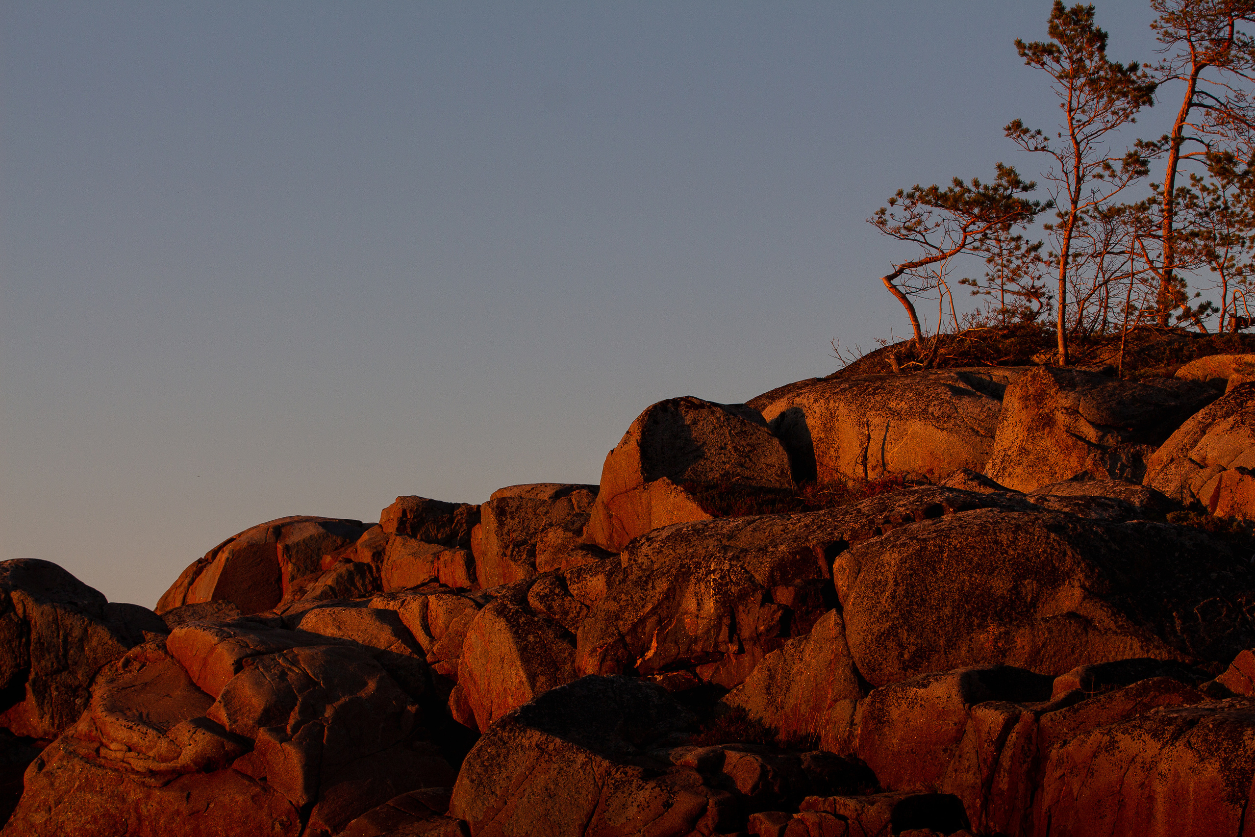 Кривая сосна на закате. Мапсианский пейзаж. 