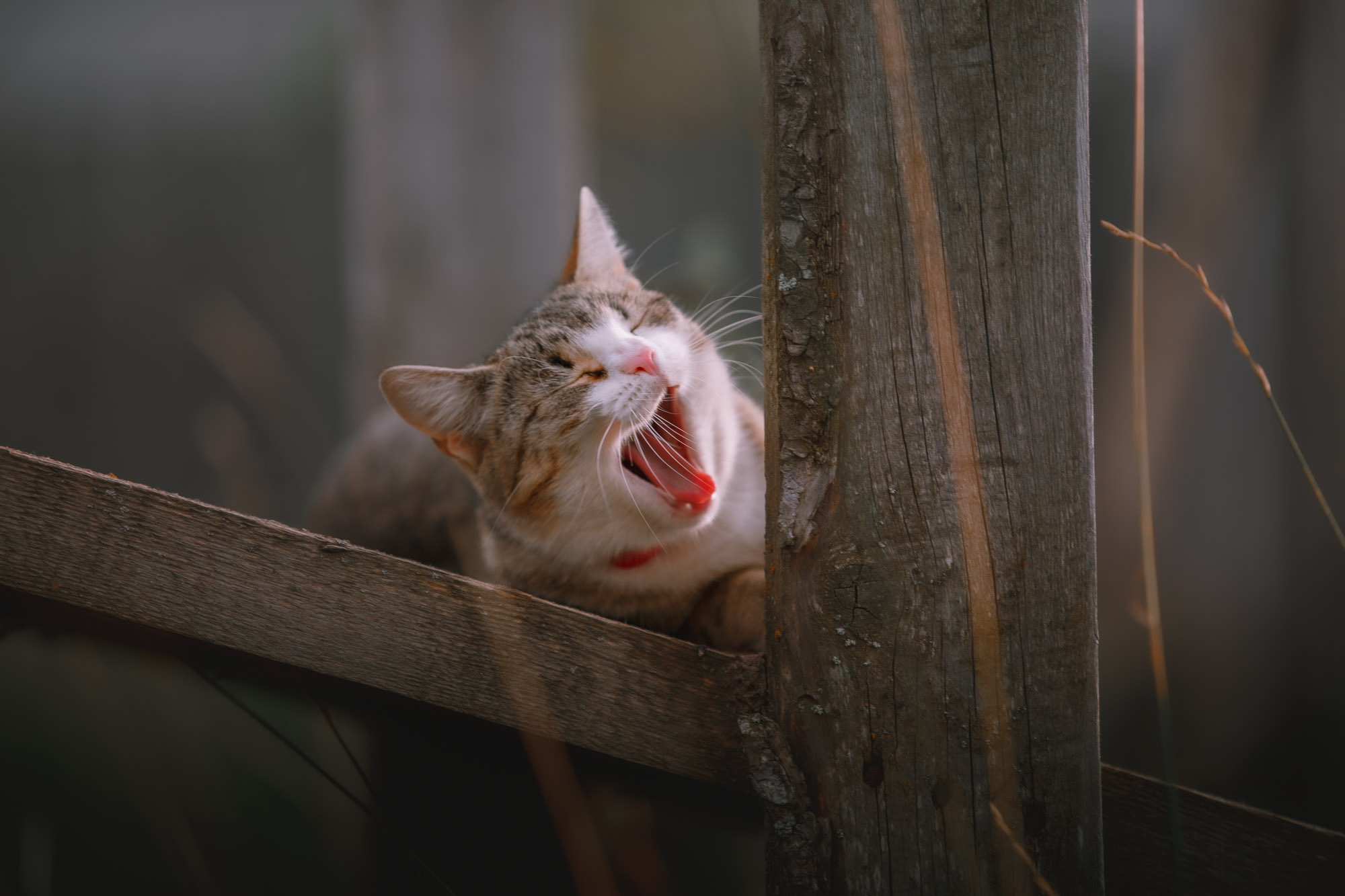Ненокса. Фотограф — путешественник Светлана Романовская