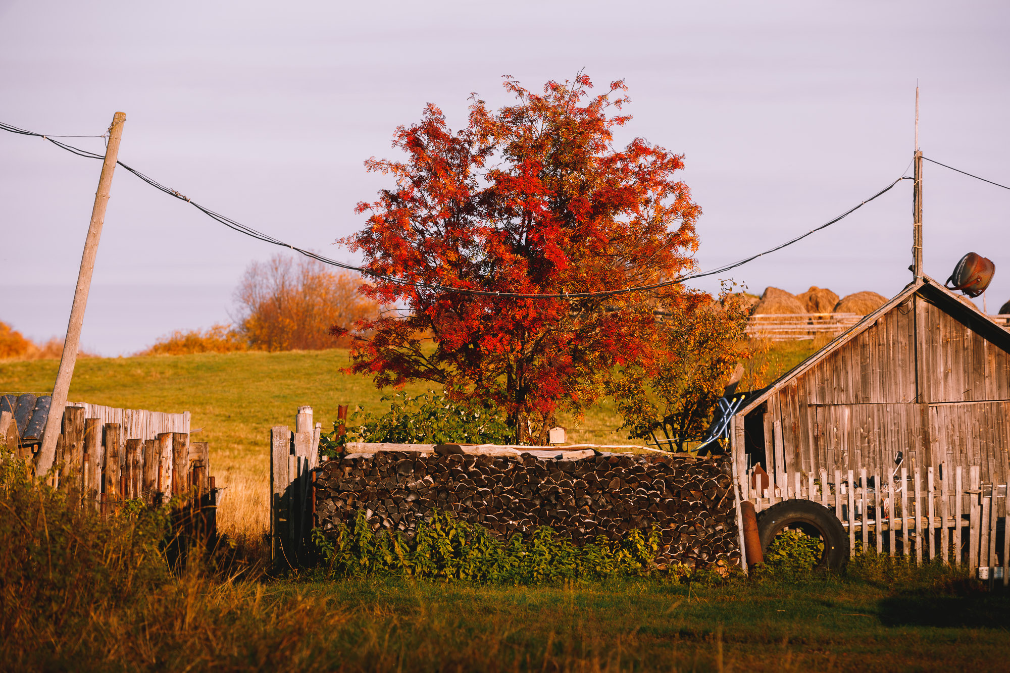 Дерево с осенней яркой красной листвой, поленница дров. 