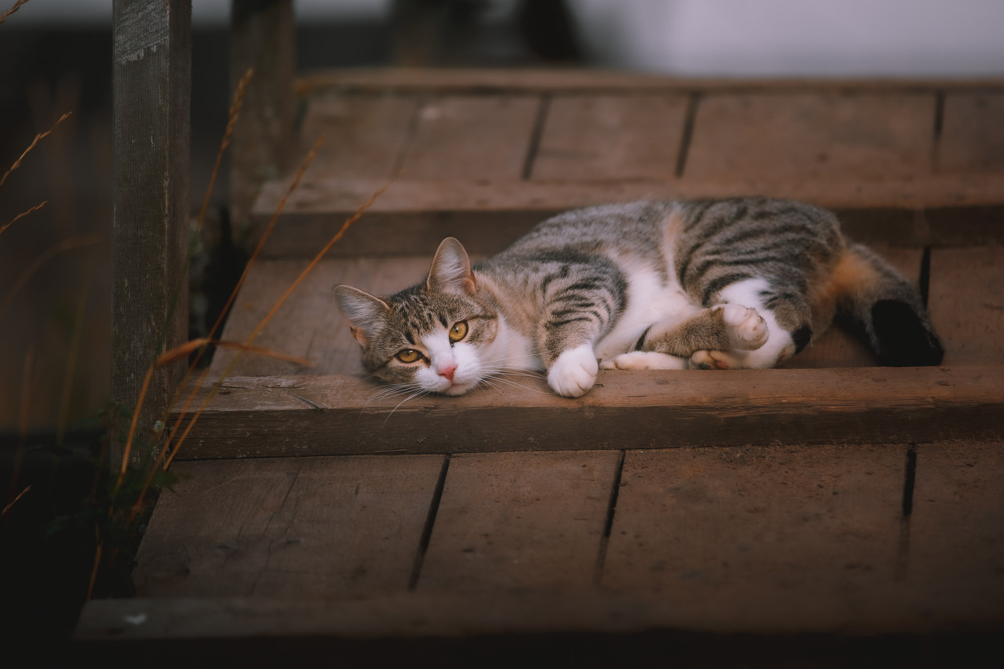 Серый кот лежит на деревянных мостках. 