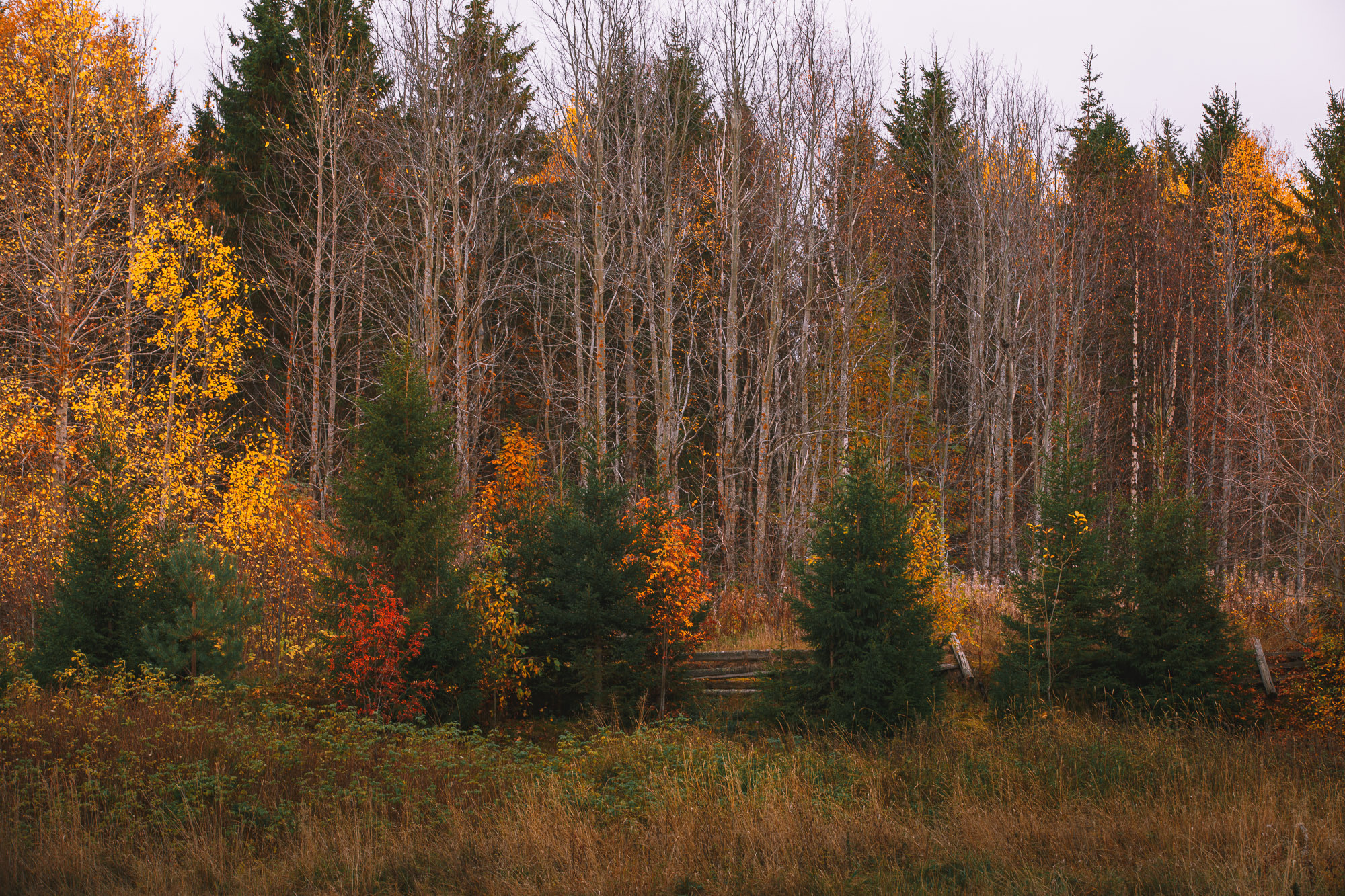 Маленькие зеленые ёлки на фоне жёлтого леса. 