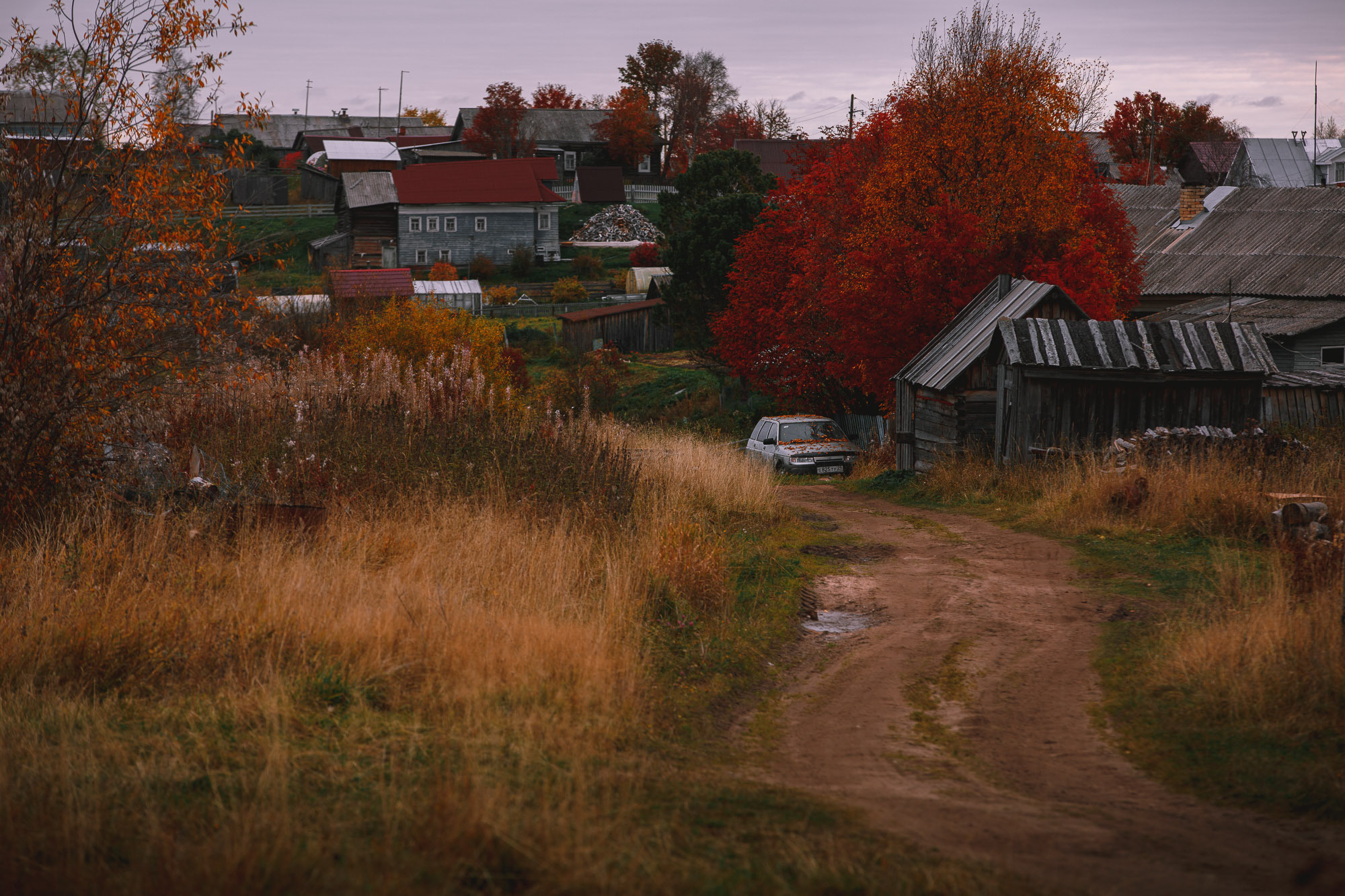 Большое дерево с красными осенними листьми над крышей дома, Старая легковая машина. Желтая трава, Деревня.