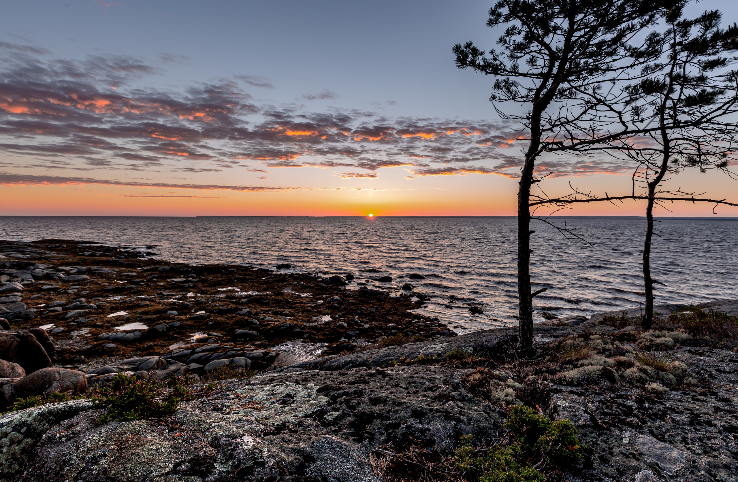 Две сосны на скалах. Утренние солнце на горизонте встаёт из-за моря. 