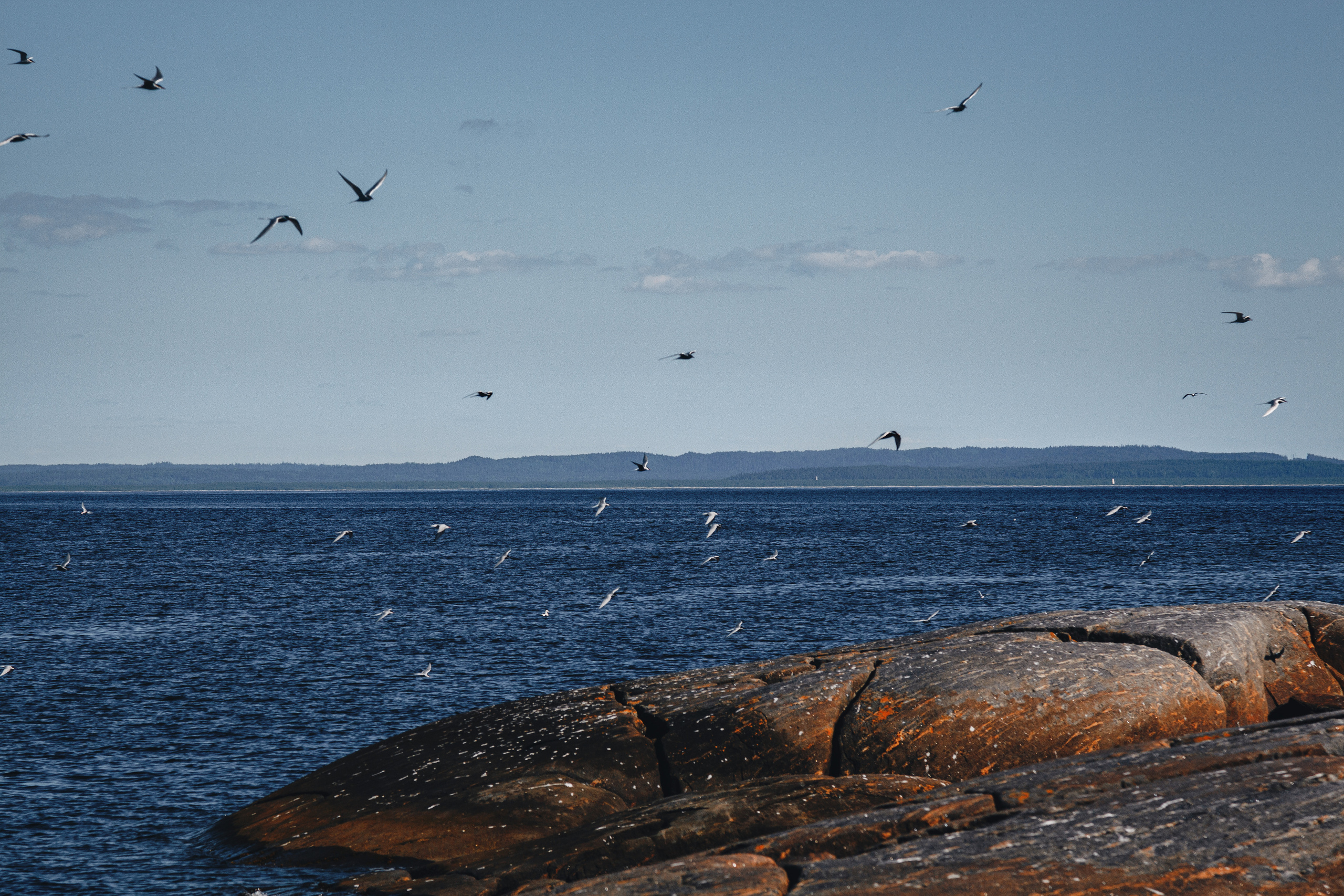Птичий базар  на островах Шоглы в Белом море. 