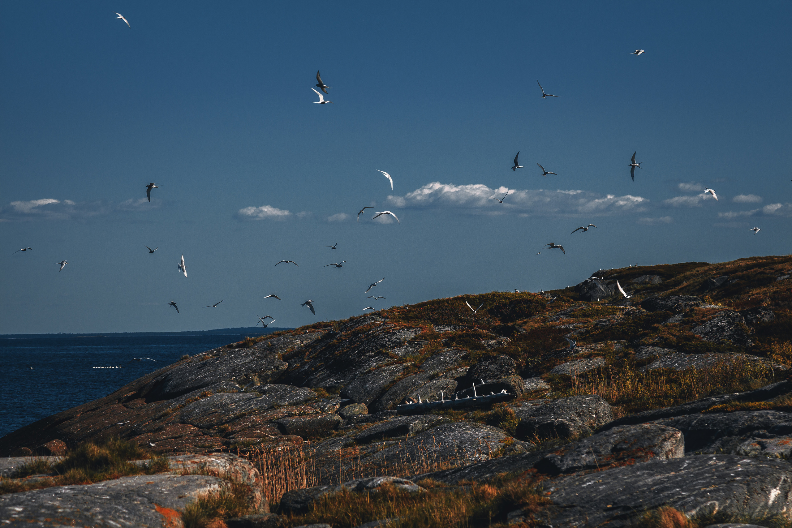 Чайки летают на фоне синего неба в море над скалистым берегом. 