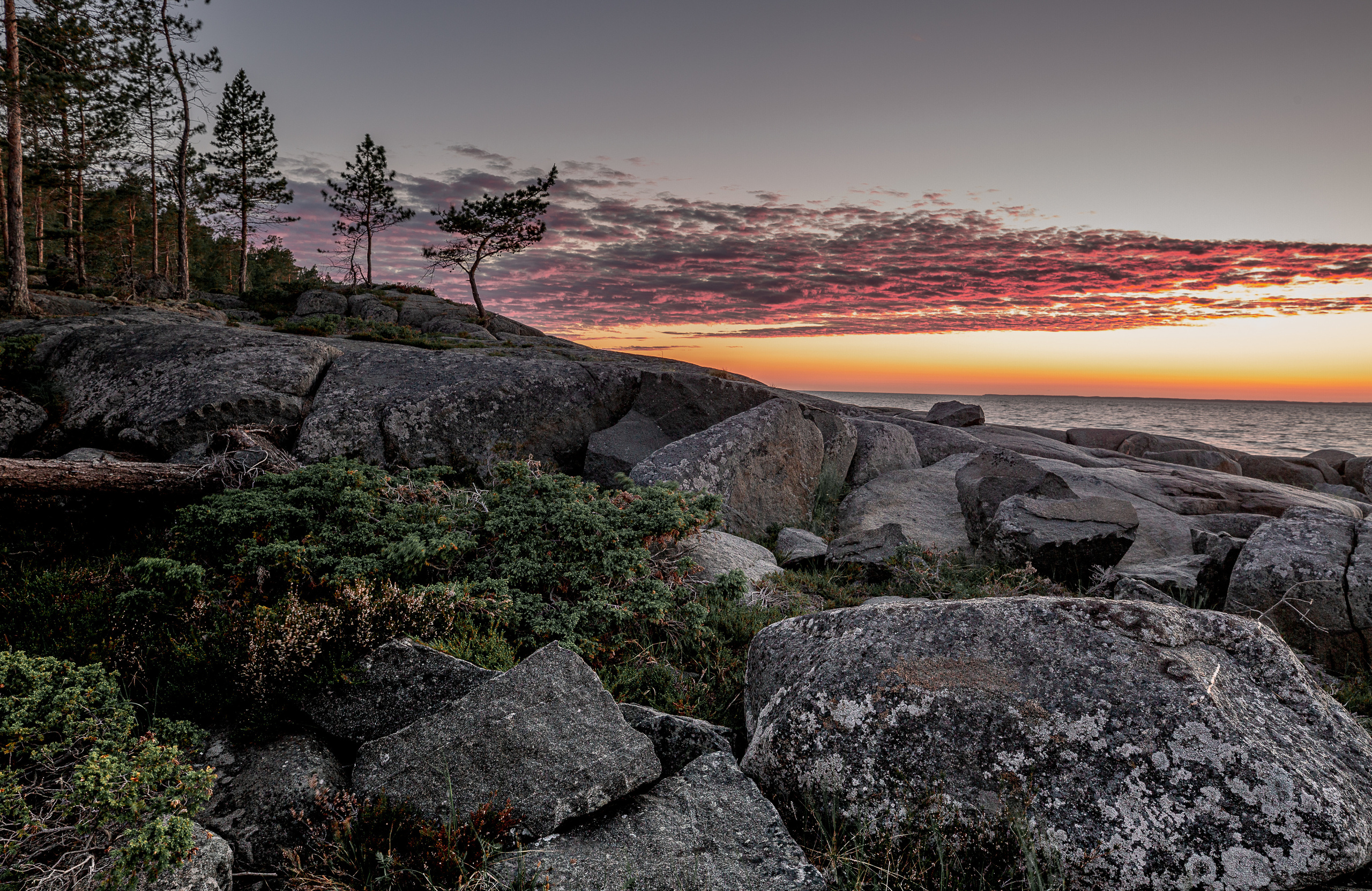 Согнутая  кривая сосна на скалистом берегу. Зелёный можевельник. Облака подсвеченный закатом. 