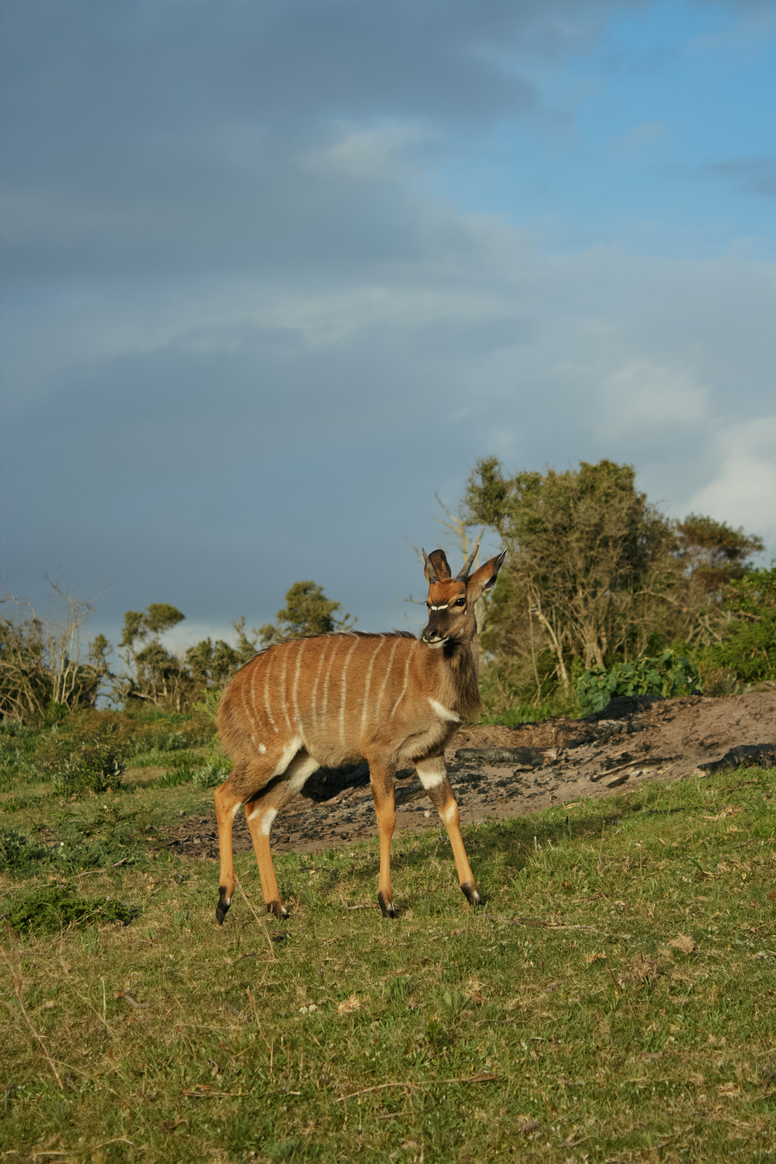 ЮАР. Профессиональный Фотограф во Владимире, в Москве и в Суздале — Полина Романычева