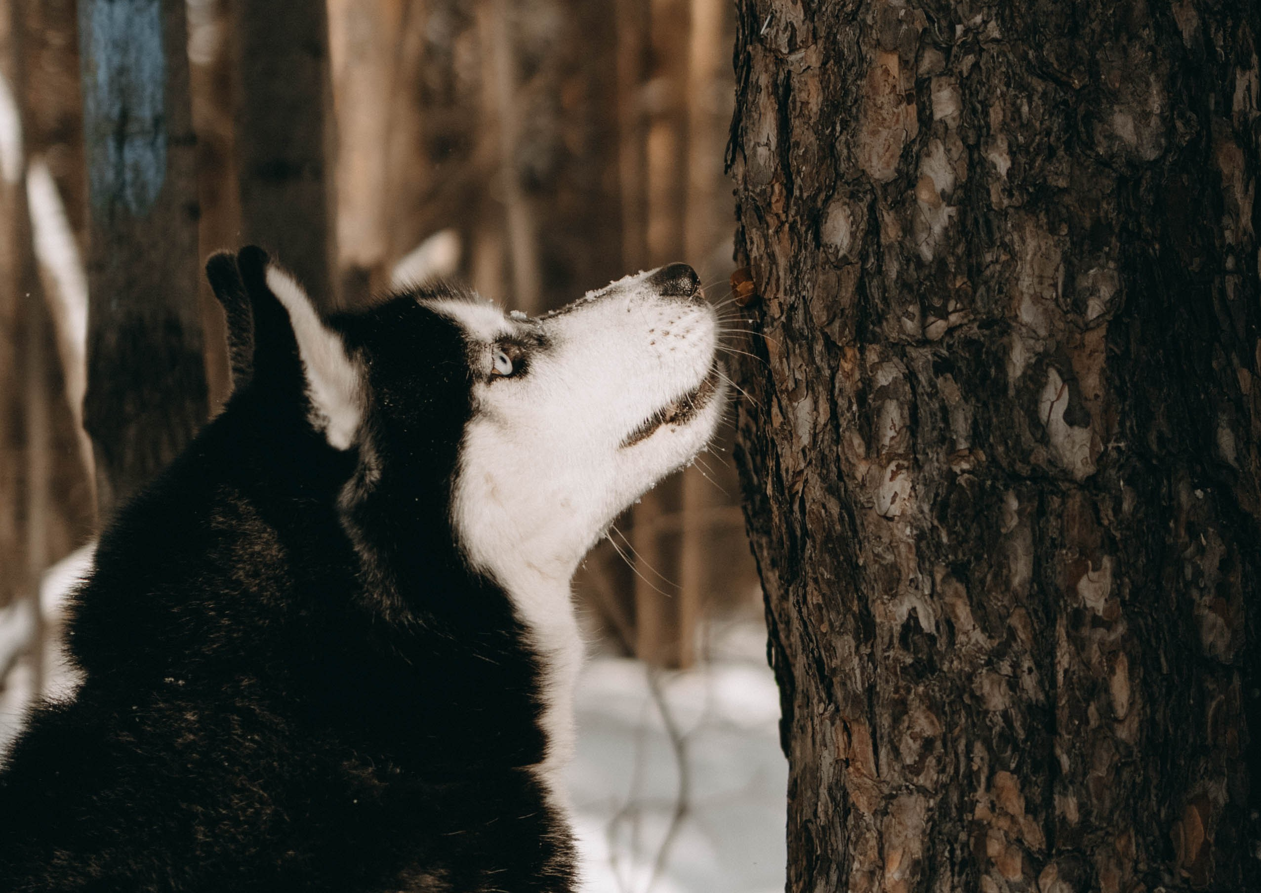 Анна и Вегас. Фотограф-анималист в Екатеринбурге | Кристина