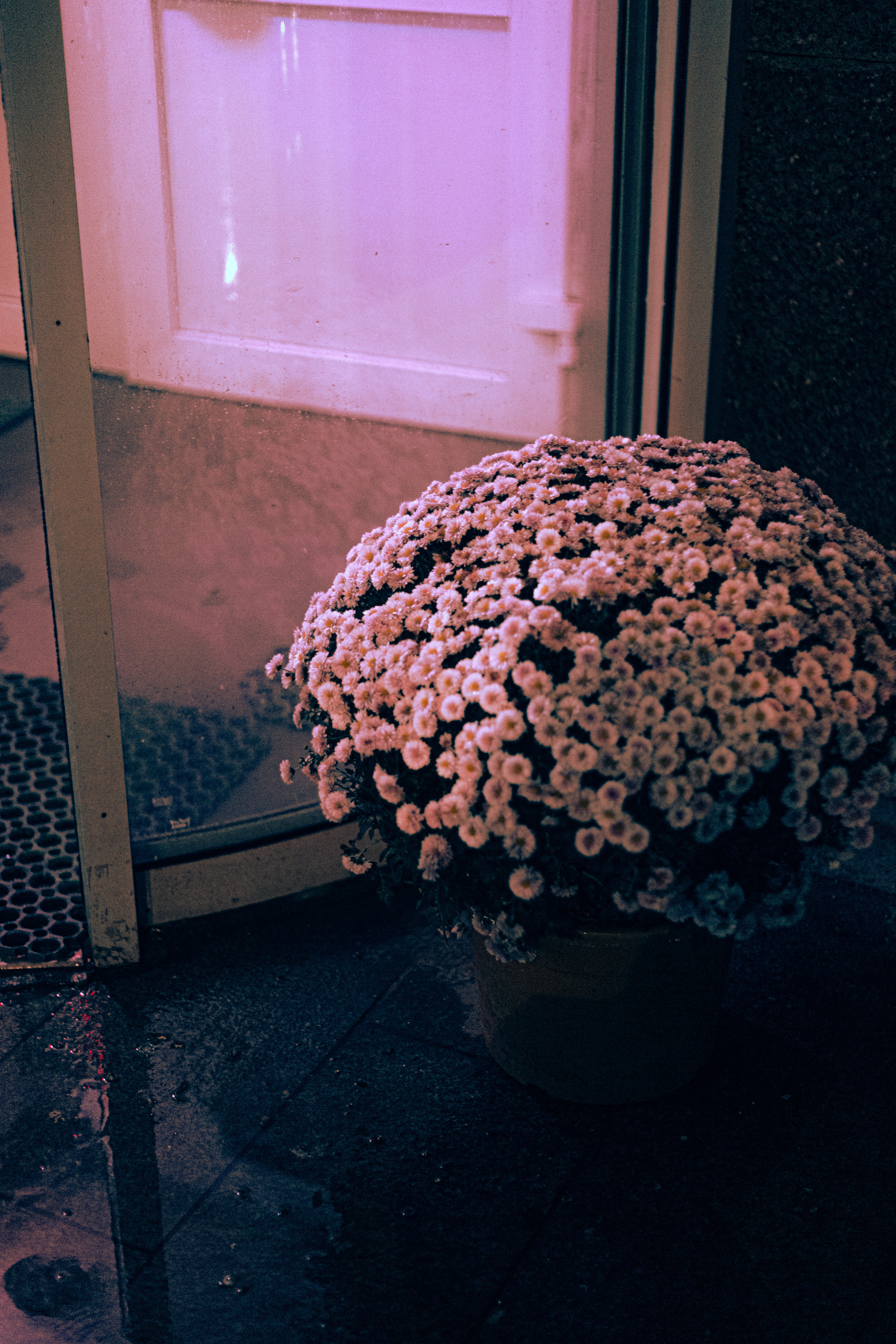 Дом. Фотограф в Москве и Санкт-Петербурге Саша Кар