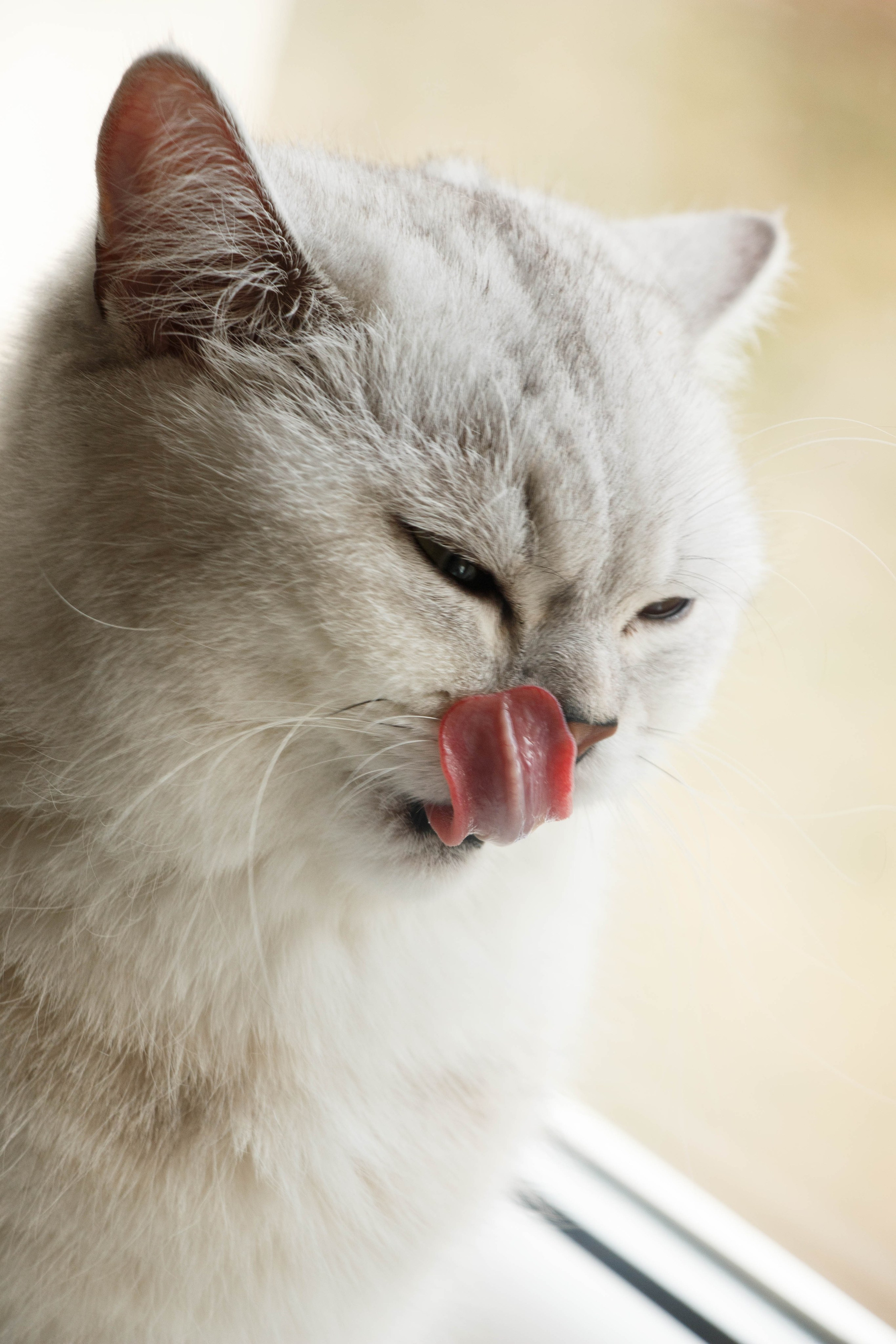 NASTYA & KITTI. Бережно сохраняю ваши чувства и истории на своих фотографиях