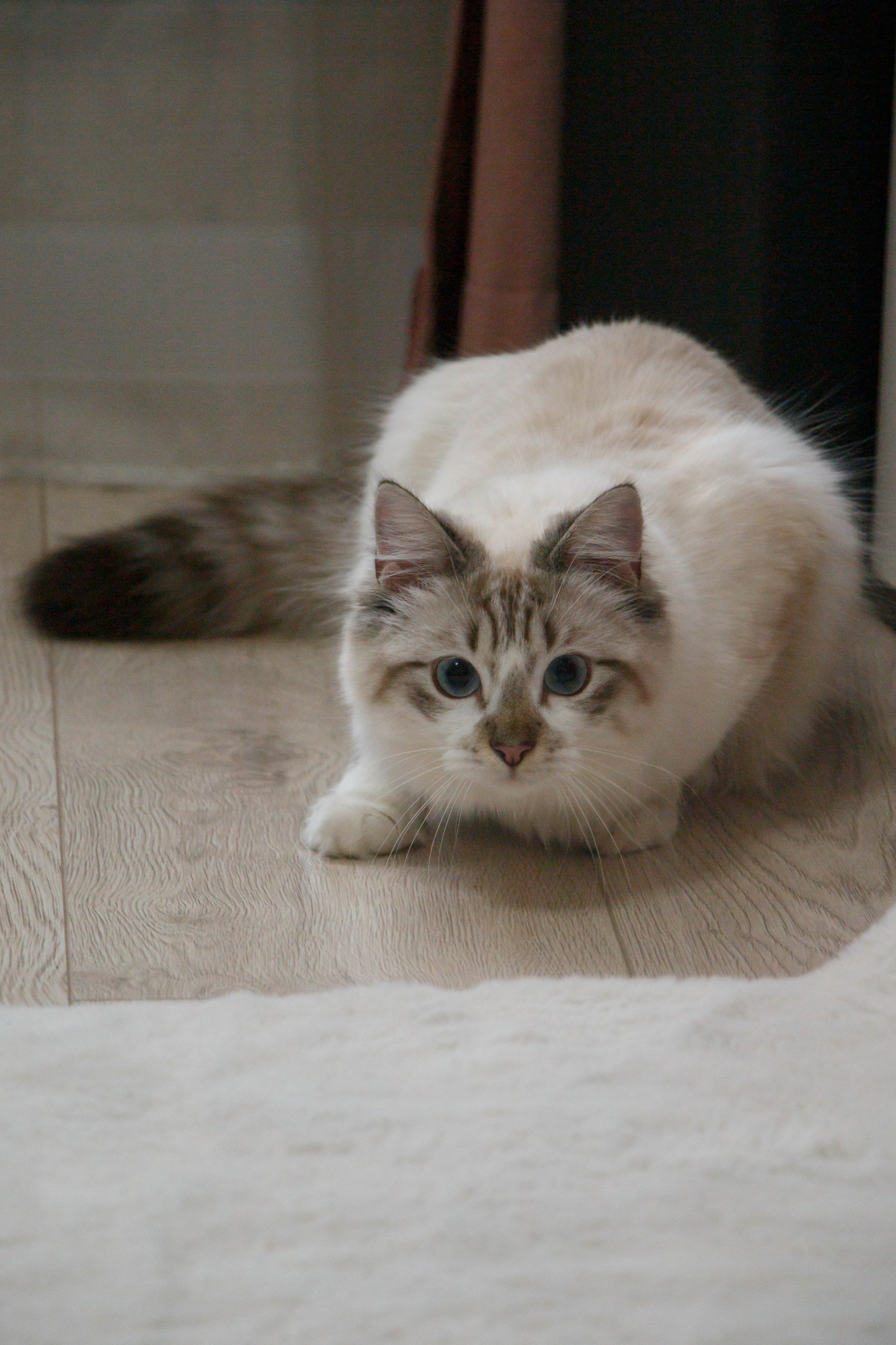 Kristina & Miya. Бережно сохраняю ваши чувства и истории на своих фотографиях