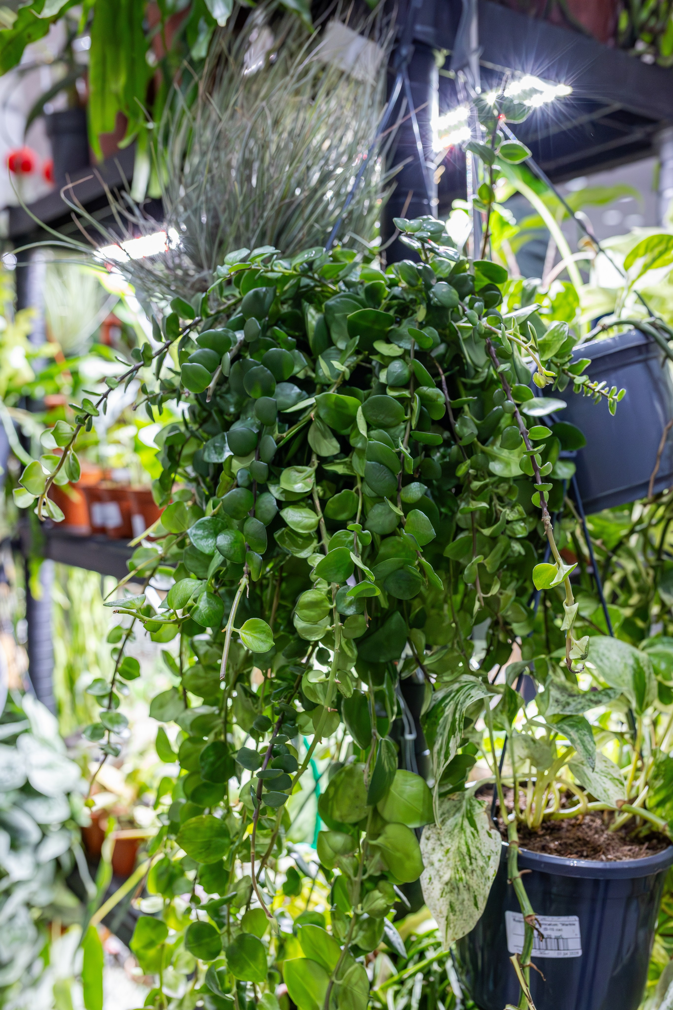 Монстериум апрель 2026. Александра Куликова фотограф, Москва