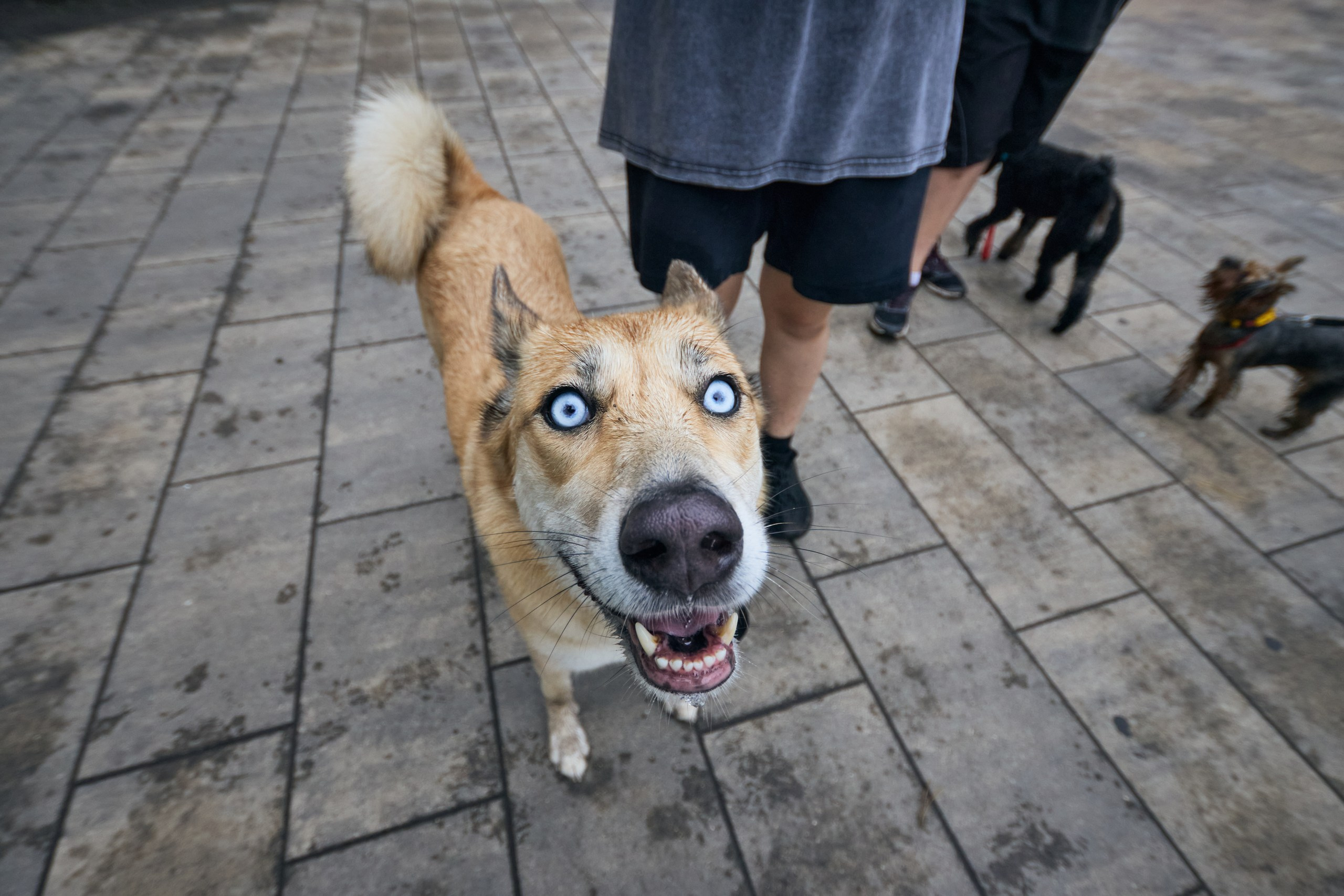 Четыре Лапы. Свадебный и репортажный фотограф Дмитрий Кононенко