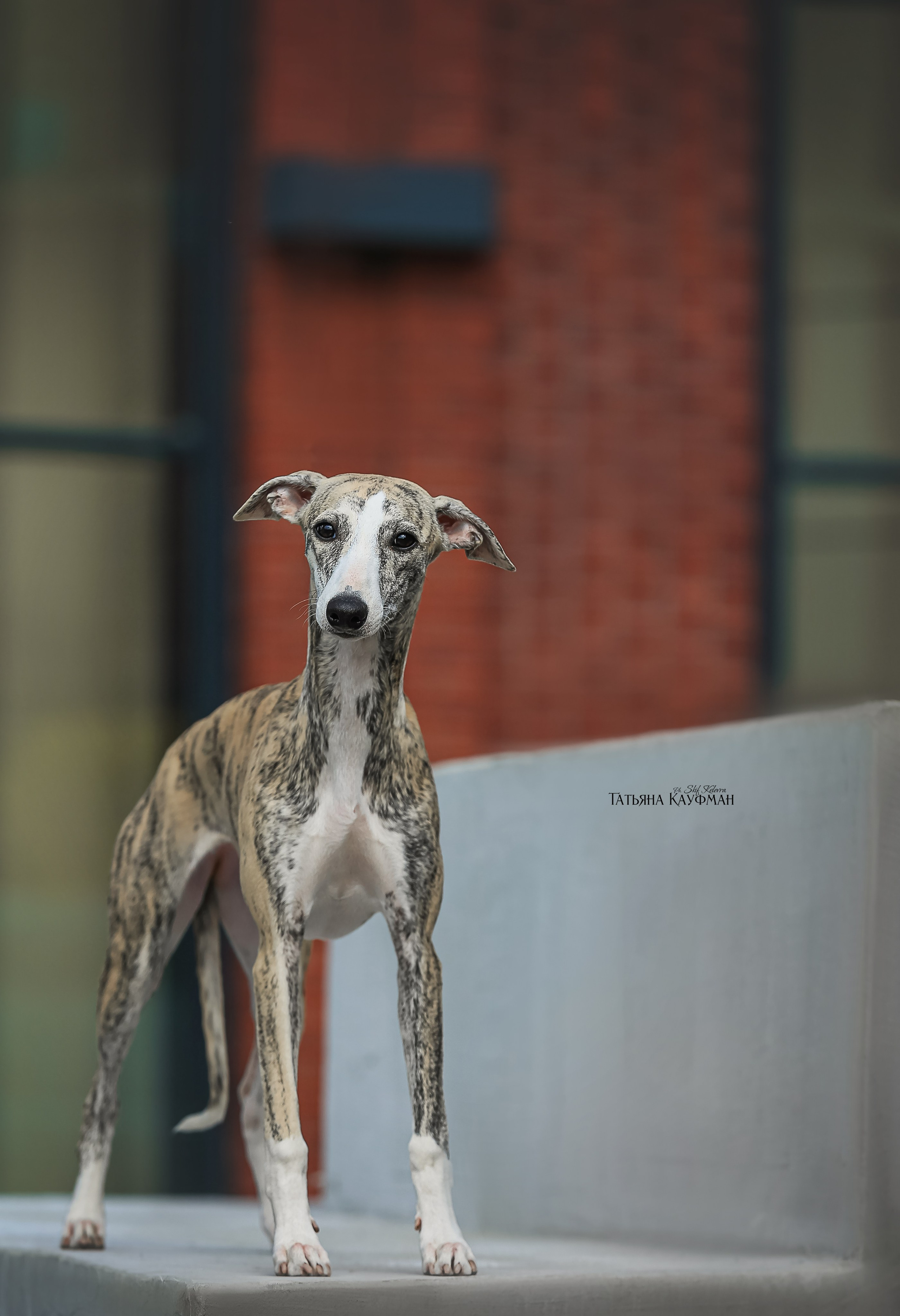 Уиппет, фотография уиппет, собака в цветах, красивая собака, фотограф анималист, фотокурс Анималистика, научиться фотографировать собак, фотограф Новосибирск