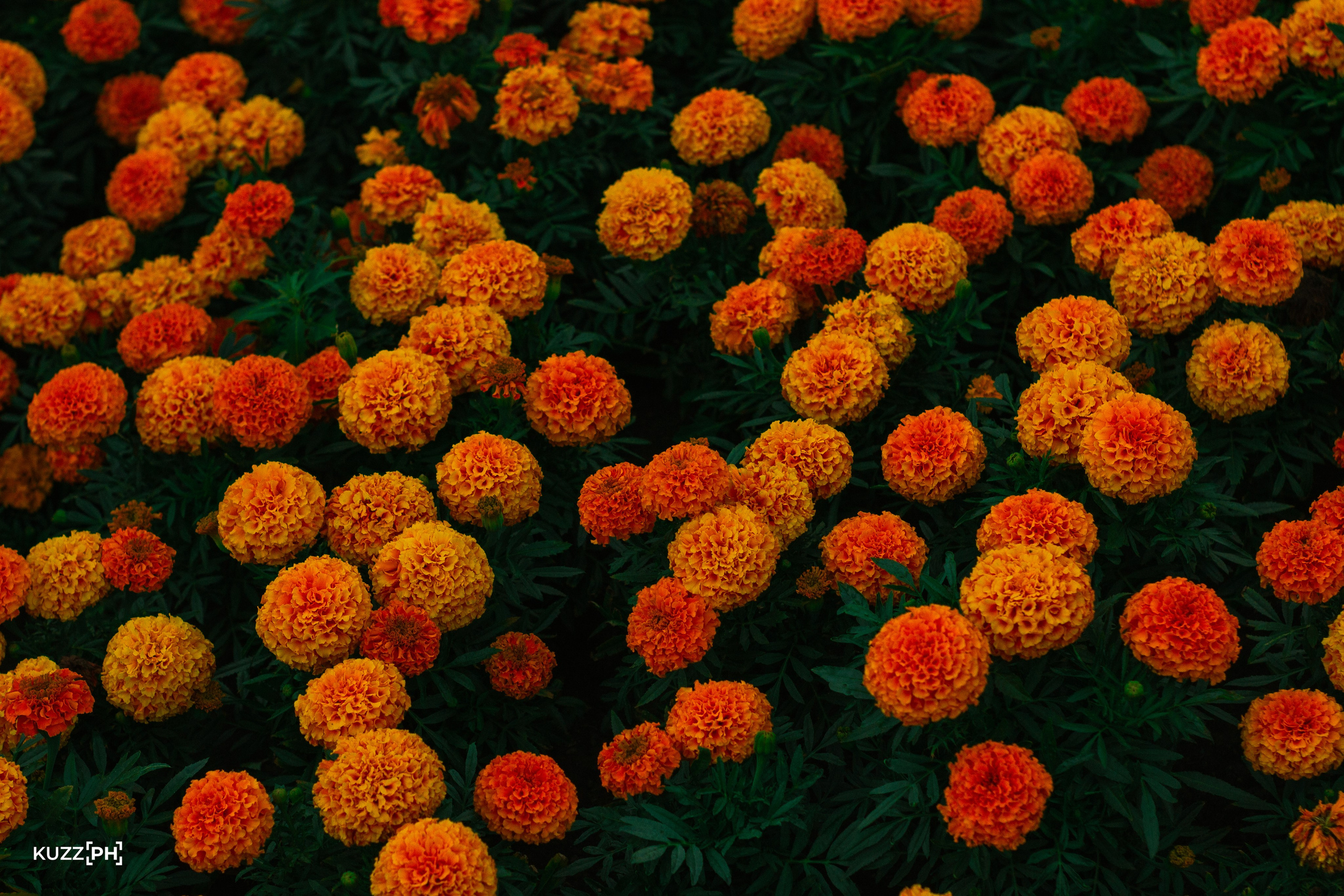 27.07.2024 | Красноярск. Kuznetsov | Фотограф в Красноярске