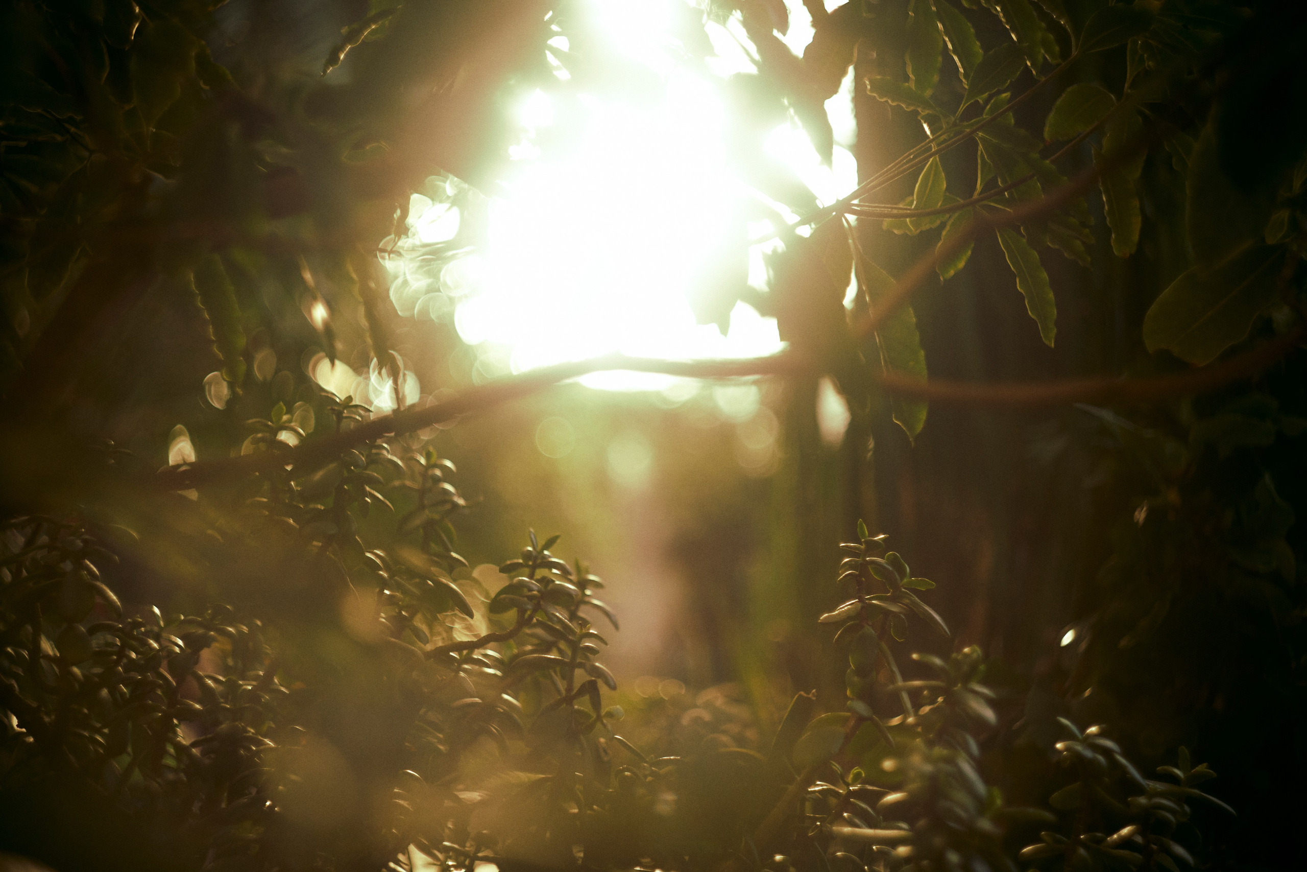 Life on Helios 44-2. Портретный фотограф в Москве