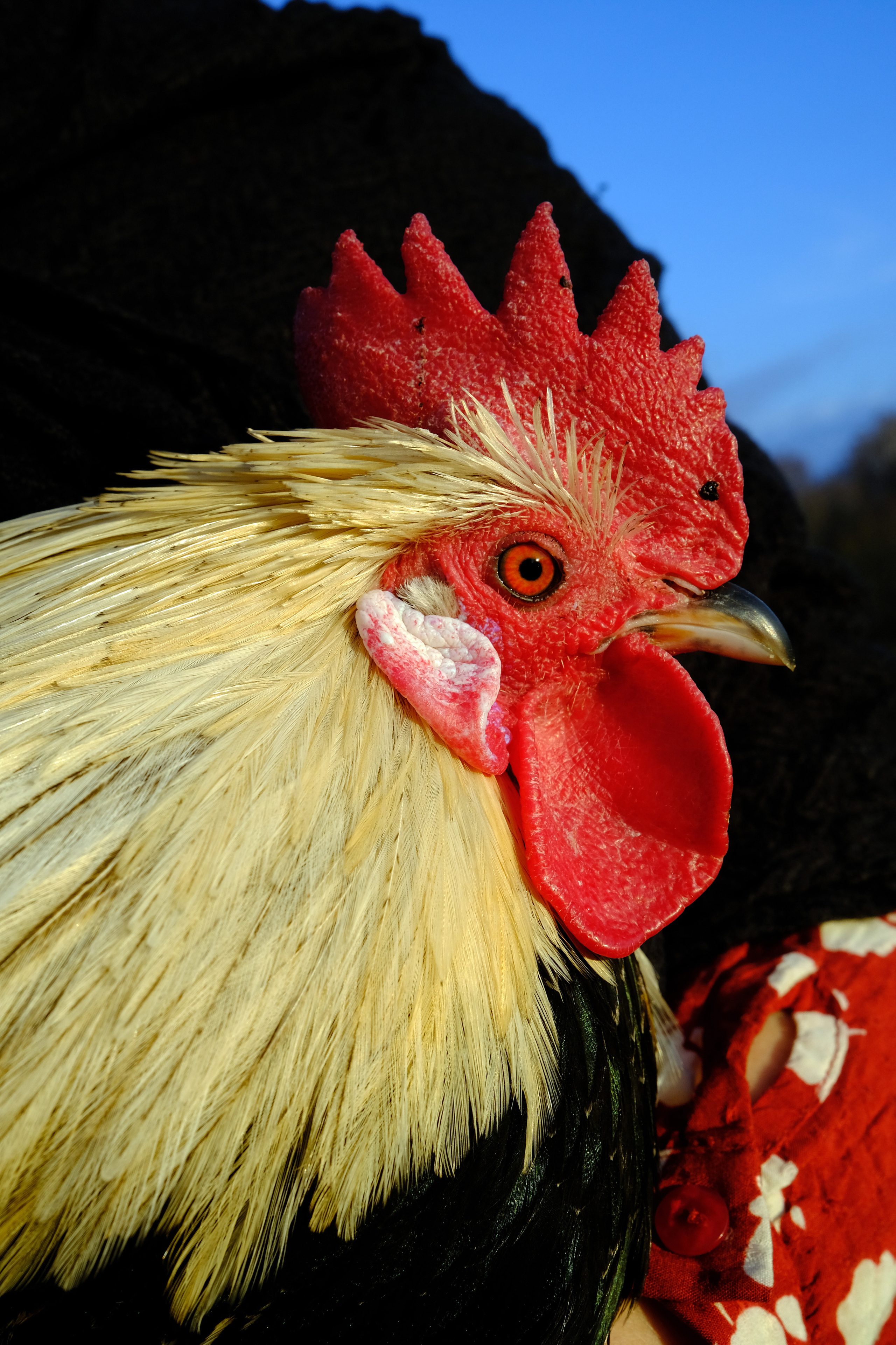 Volchok. Yana Bulgakova Photographhy