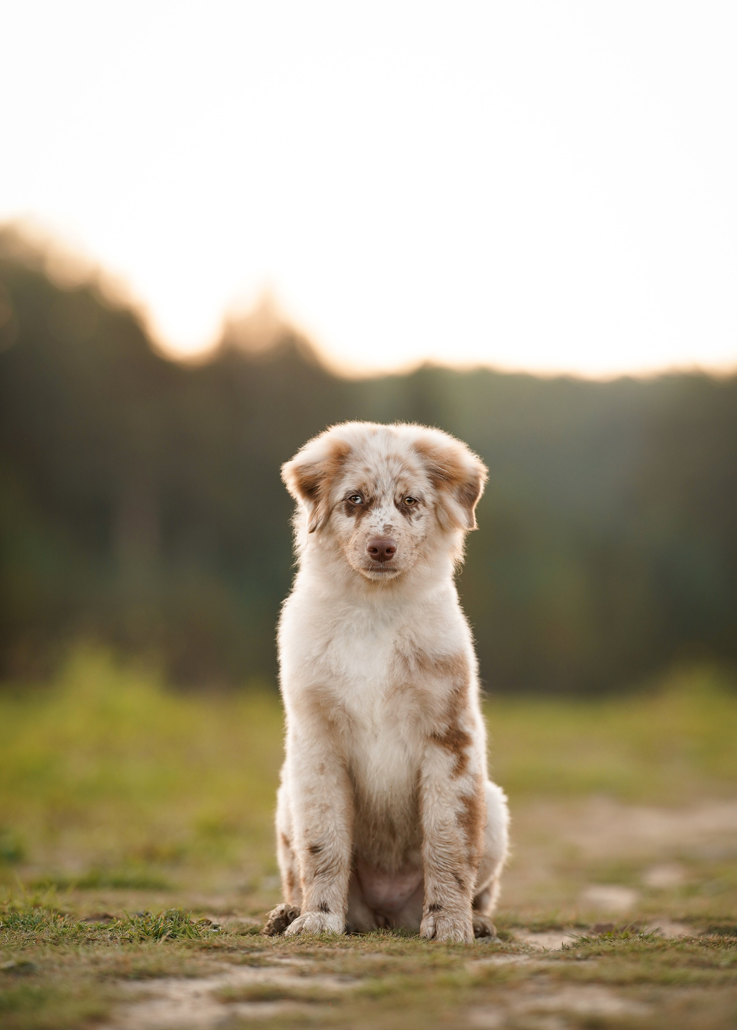 Катя Сэнди и Рокки. Фотограф-анималист в Санкт-Петербурге Яна Мартынова