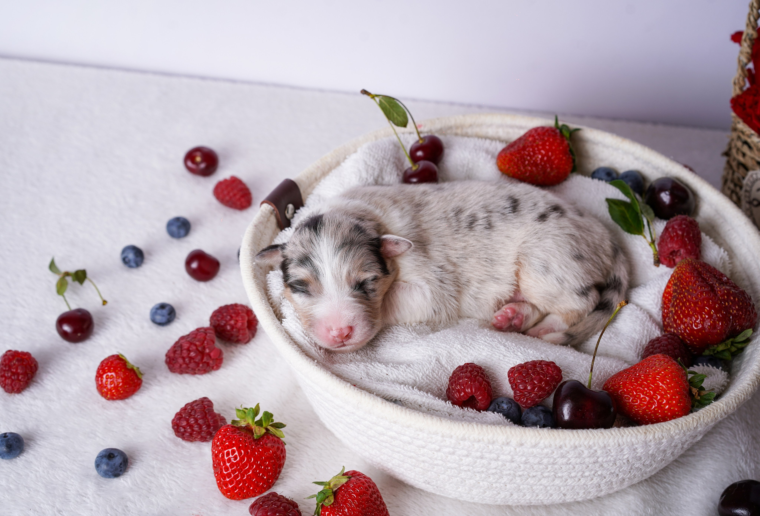 Щенки аусси. Фотограф-анималист в Санкт-Петербурге Яна Мартынова