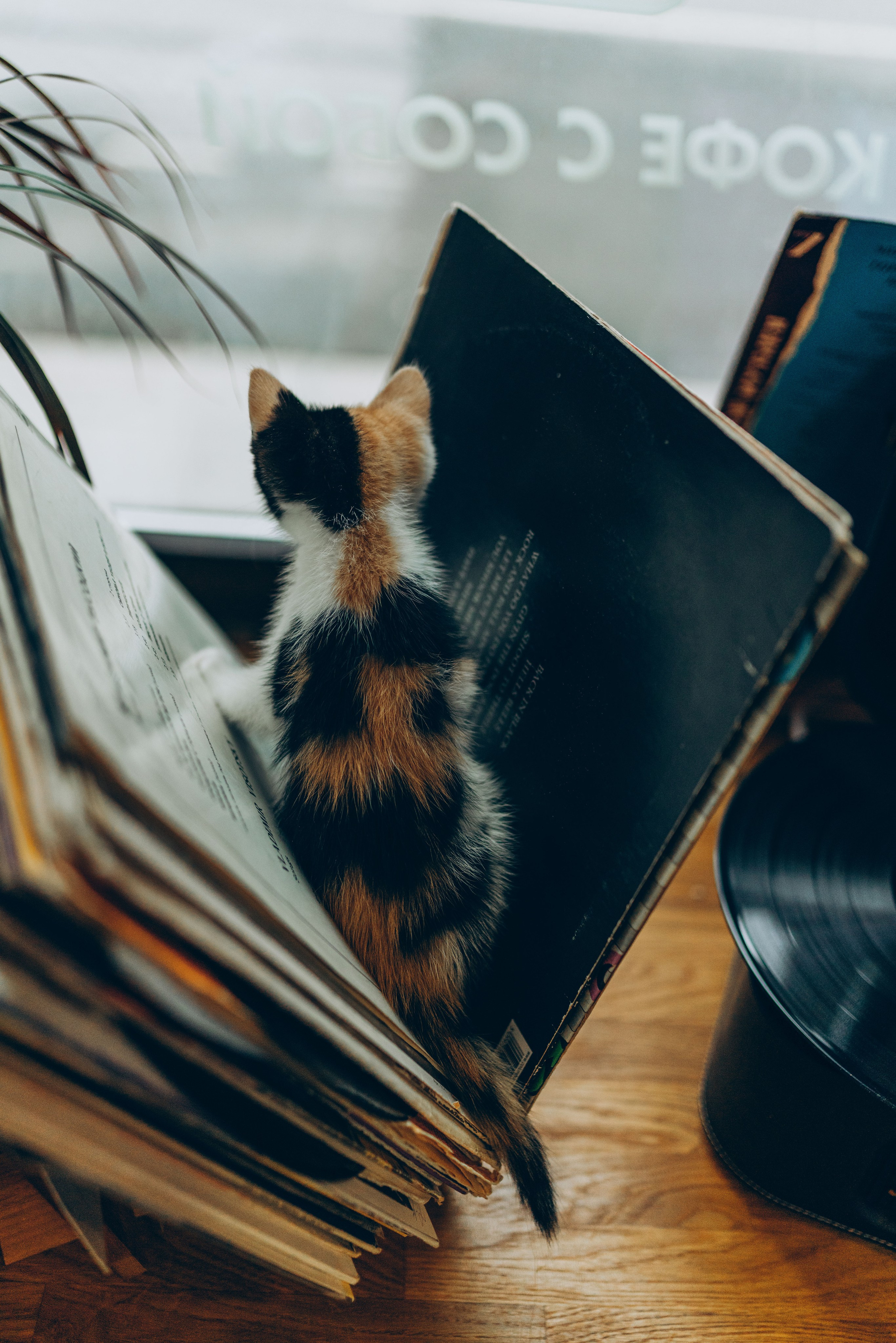 Соник. Фотограф анималист в Спб недорого Олеся Майорова