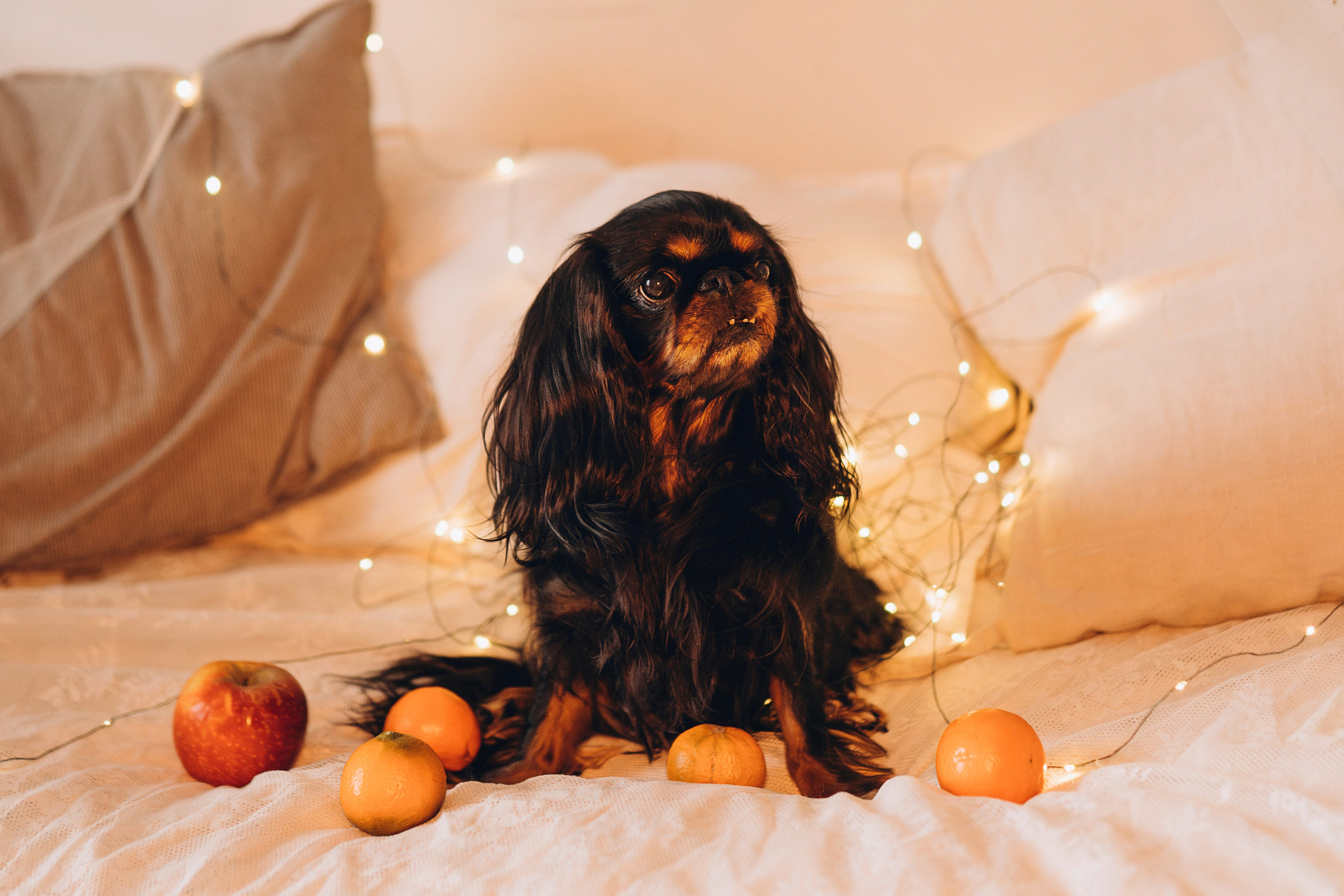 Ариша и её семья. Фотограф анималист в Спб недорого Олеся Майорова