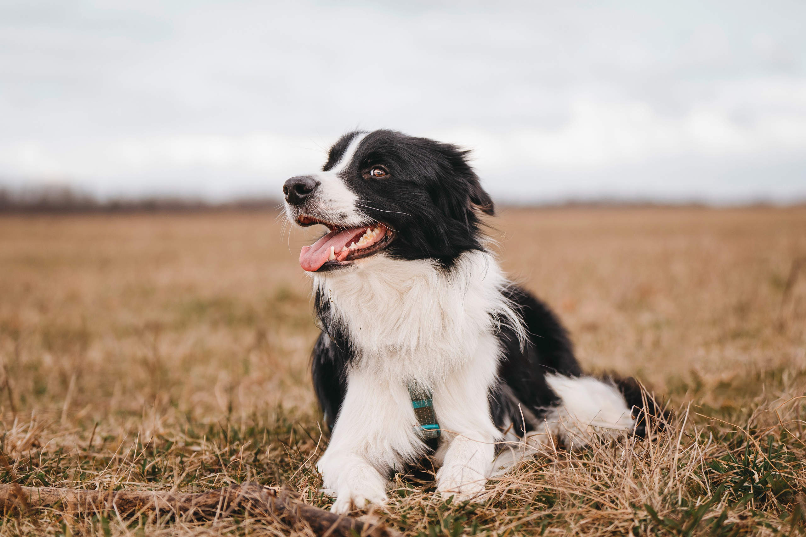 Нил и Алёна. Фотограф анималист в Спб недорого Олеся Майорова