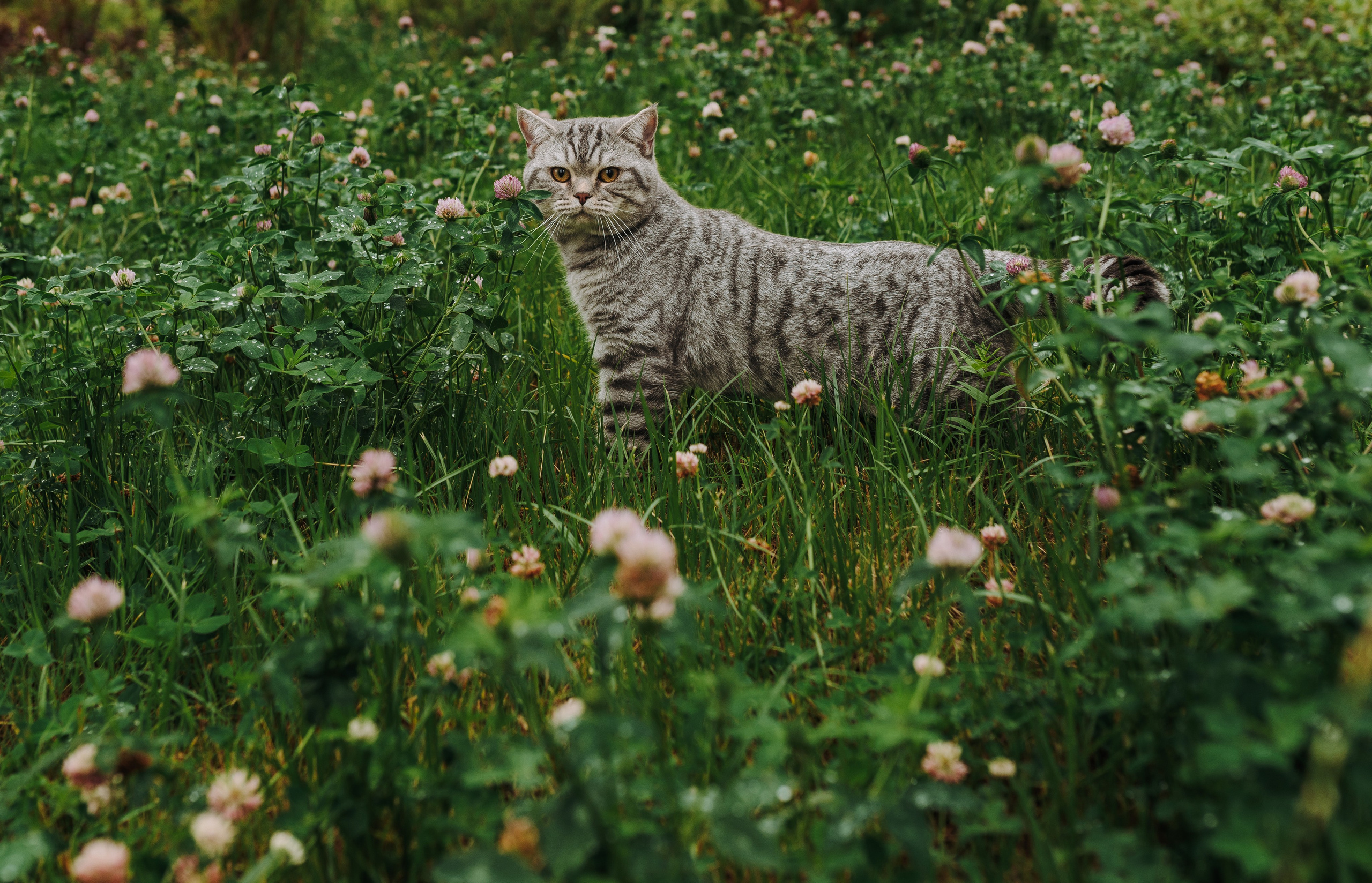 Портфолио кошки, фотограф Олеся Майрова. Фотограф анималист в Спб недорого Олеся Майорова