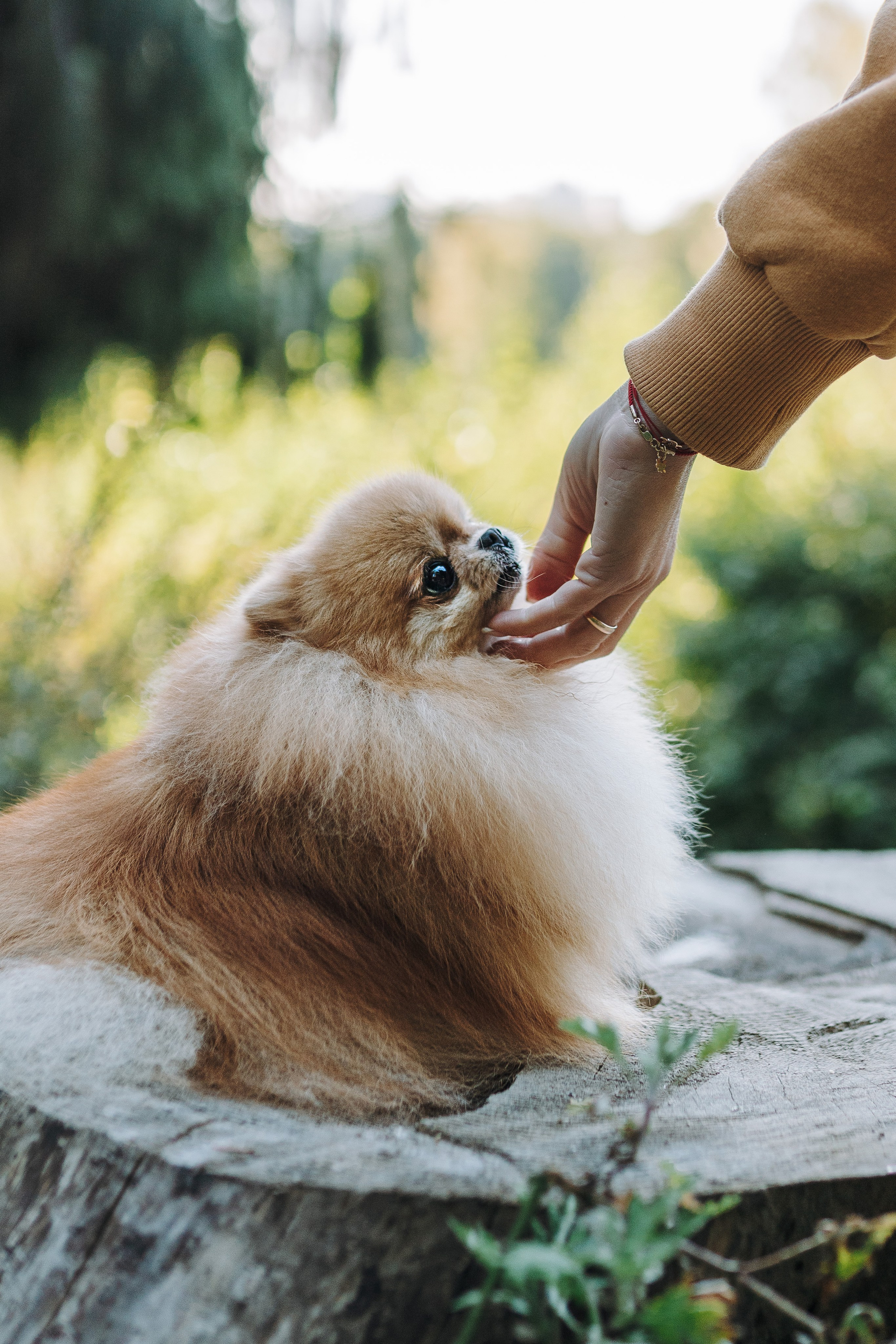 Наталья и Софа. Фотограф анималист в Спб недорого Олеся Майорова
