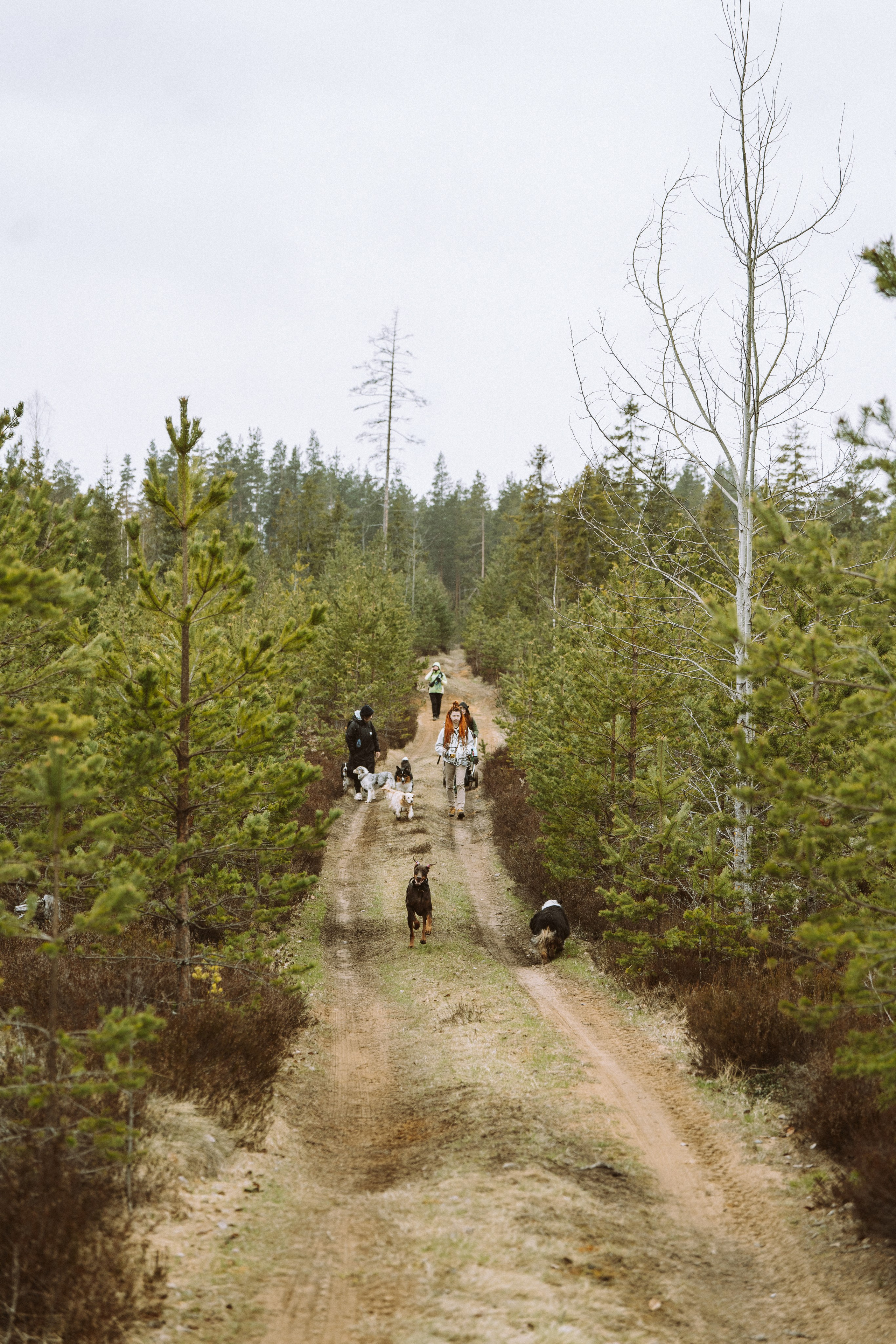 Дог трекинг к финскому хутору. Фотограф анималист в Спб недорого Олеся Майорова