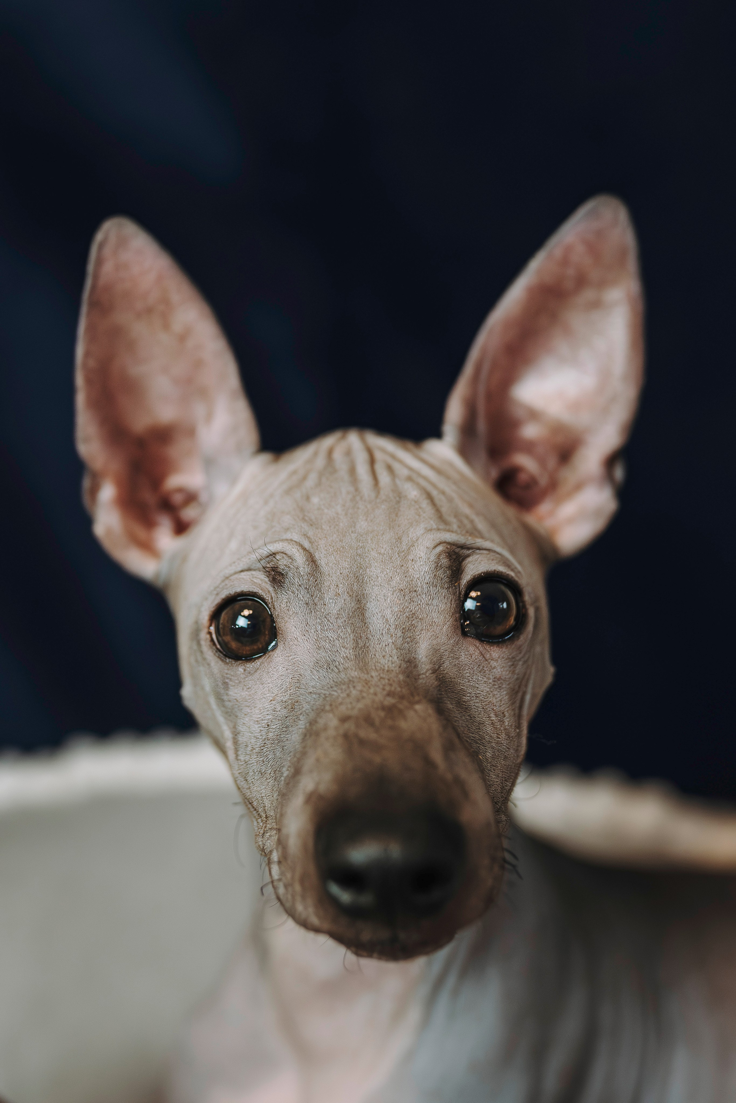 Малыши американского голого терьера. Фотограф анималист в Спб недорого Олеся Майорова