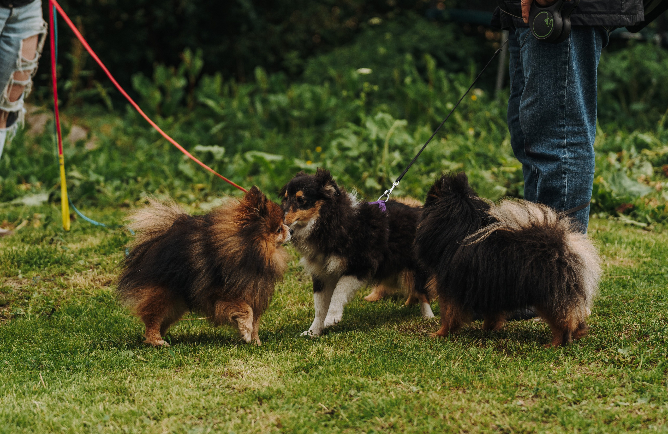 Соревнования по ноузворку. Фотограф анималист в Спб недорого Олеся Майорова