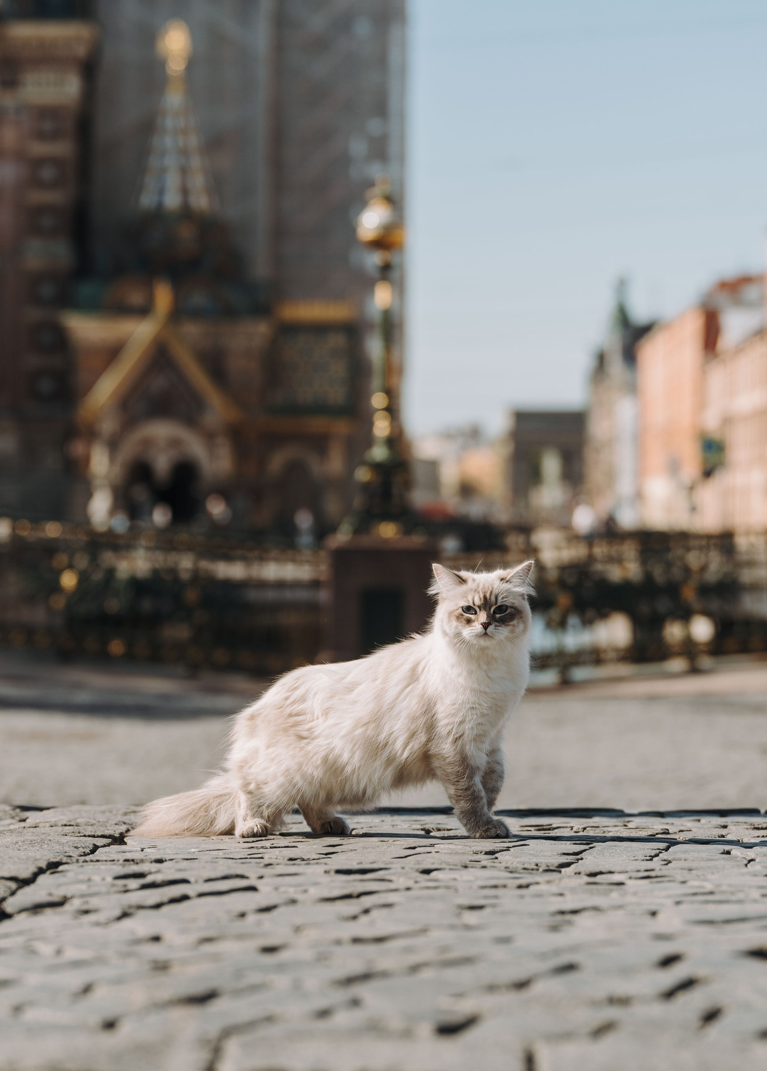 Сильвия, Полина и Никита. Фотограф анималист в Спб недорого Олеся Майорова