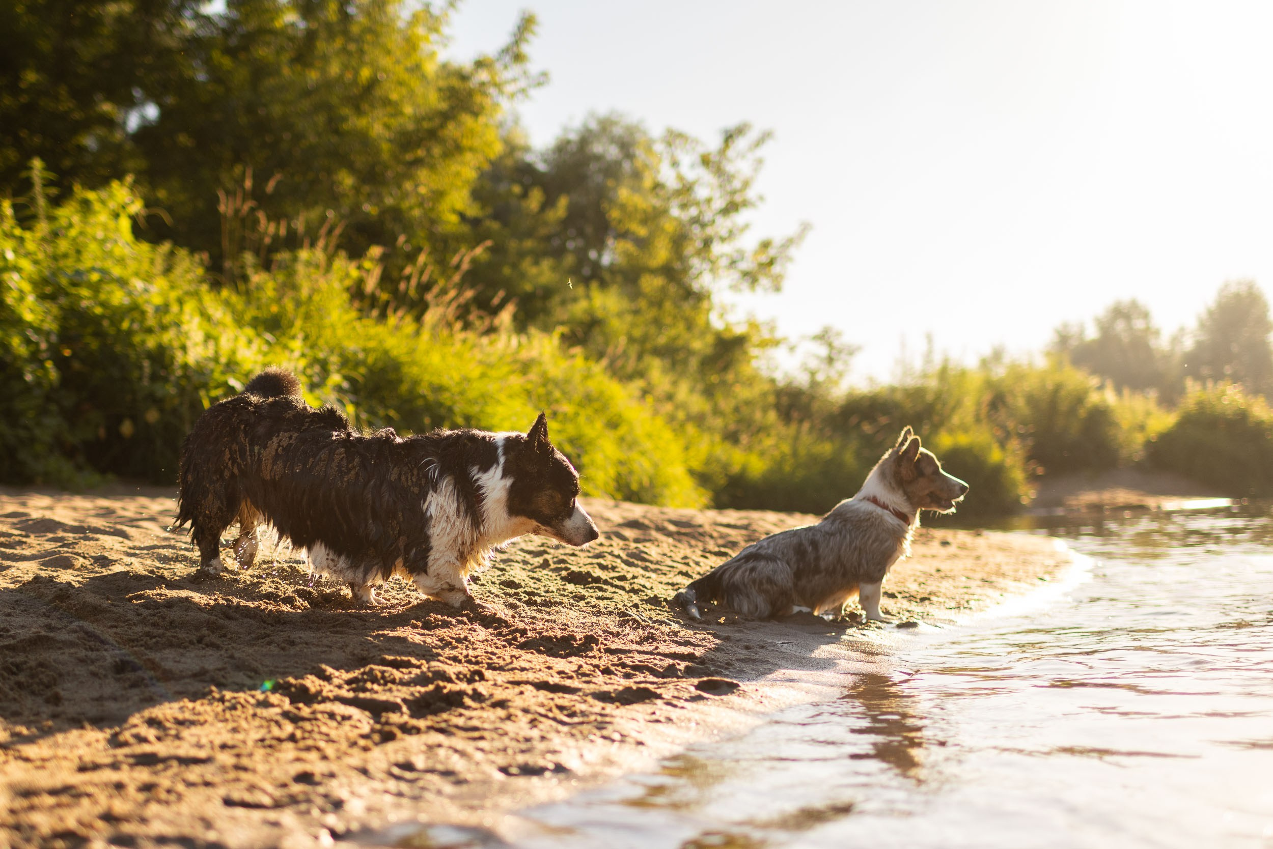 Купание щенков в стиле лайфстайл. Фотограф-анималист в Москве и Московской области Татьяна Фролова