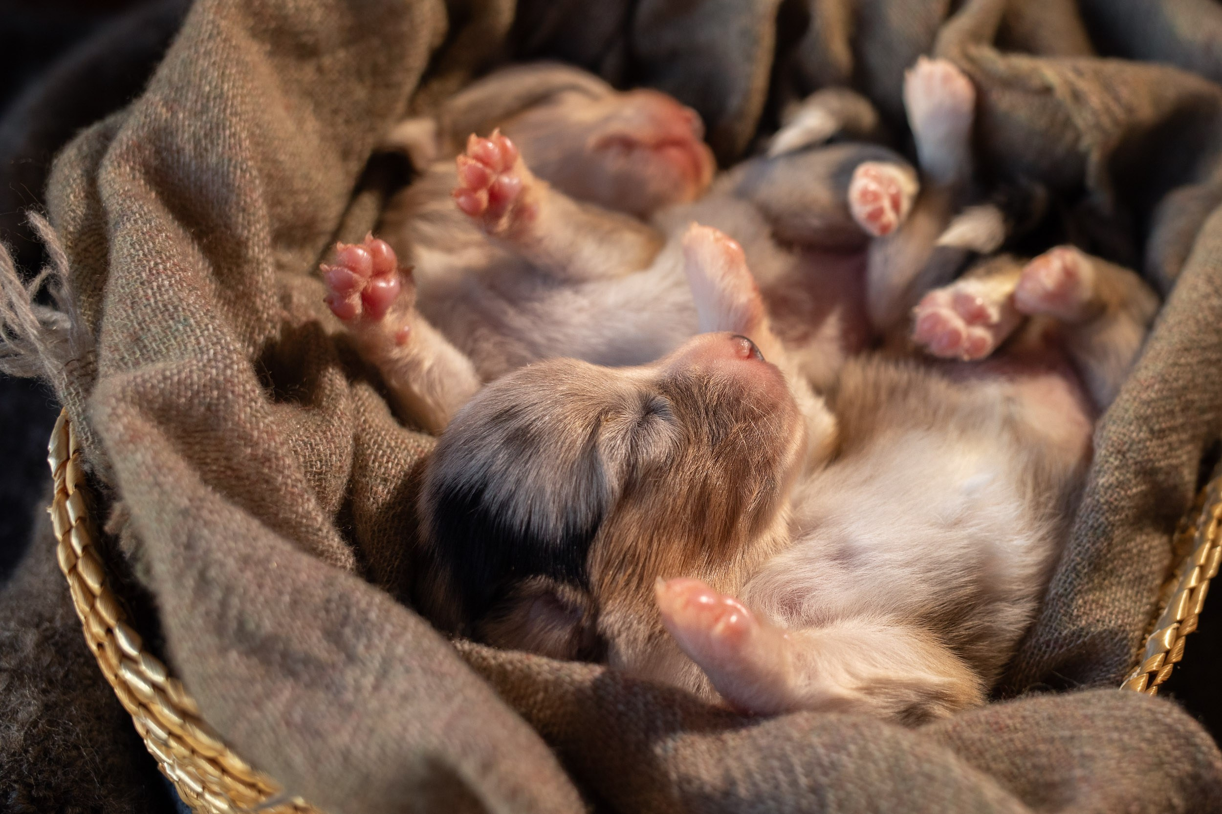 Ньюборн фотосъемка для помета вельш корги кардиганов. Фотограф-анималист в Москве и Московской области Татьяна Фролова