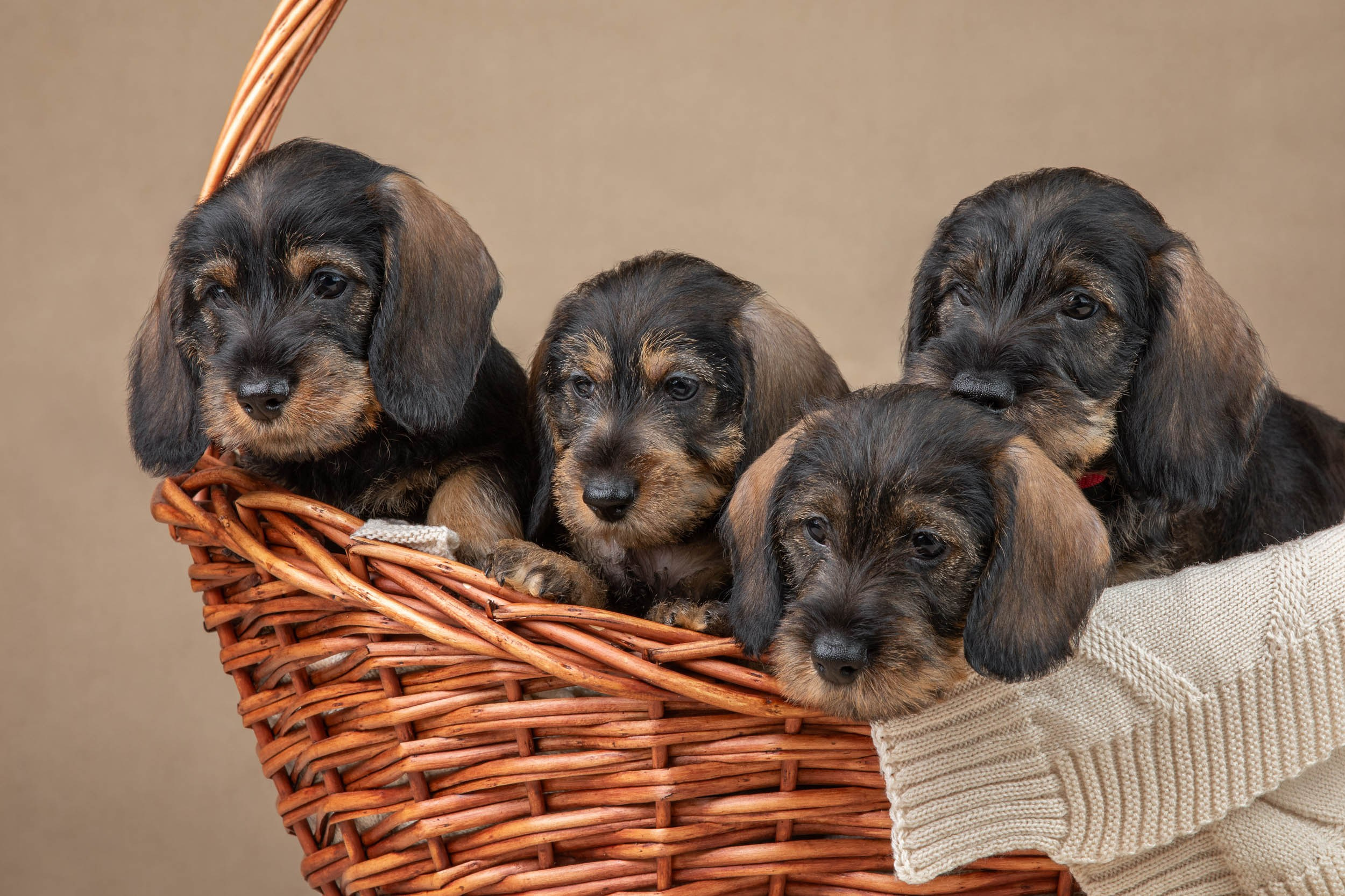 Съемка щенков жесткошерстной таксы на бежевом фоне в ящике. Фотограф-анималист в Москве и Московской области Татьяна Фролова