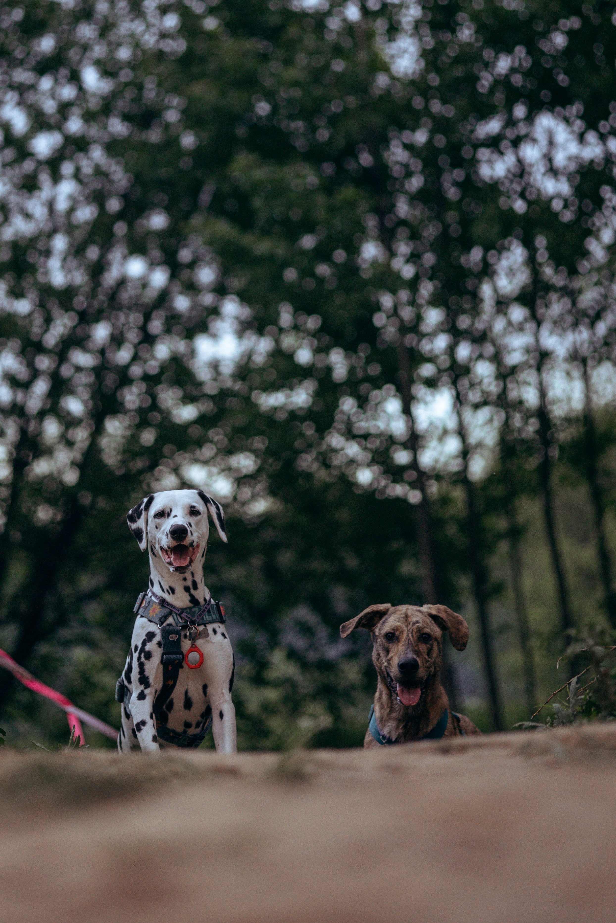 Съемка с собакой. Анастасия Белаш